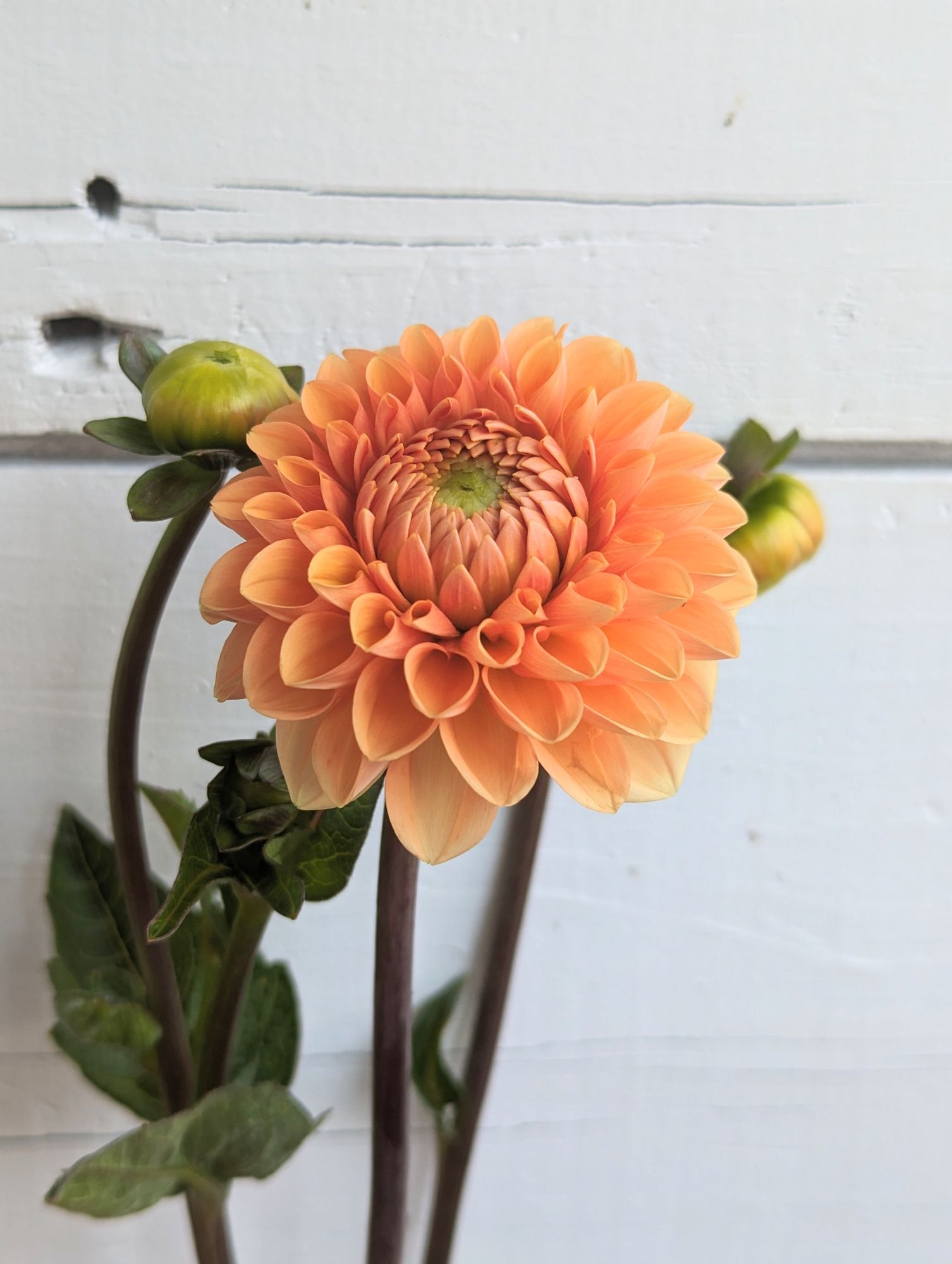 DAHLIA Jowey Nicky