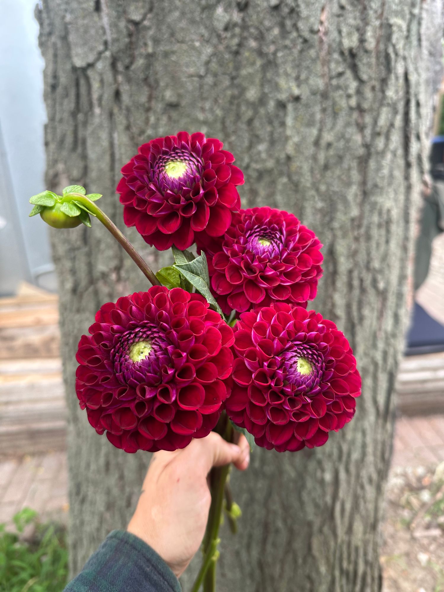DAHLIA Ivanetti