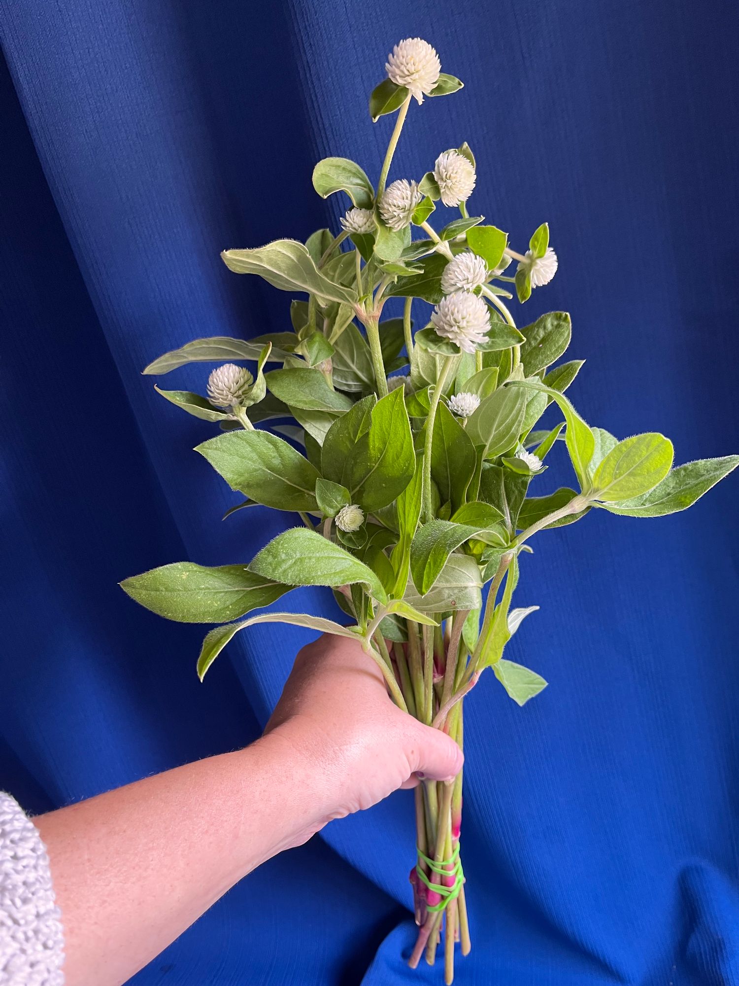 GOMPHRENA globosa