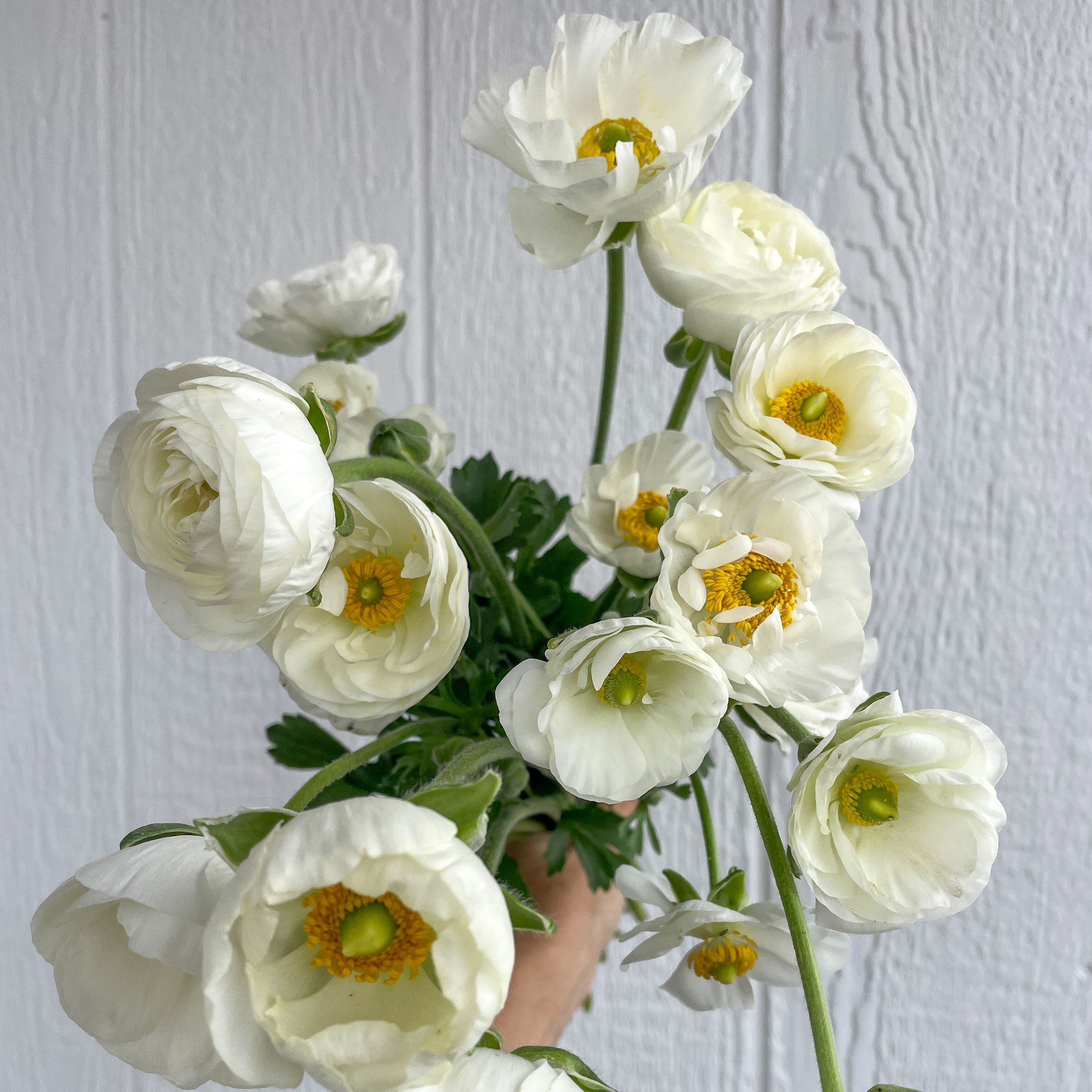 RANUNCULUS Tecolote White