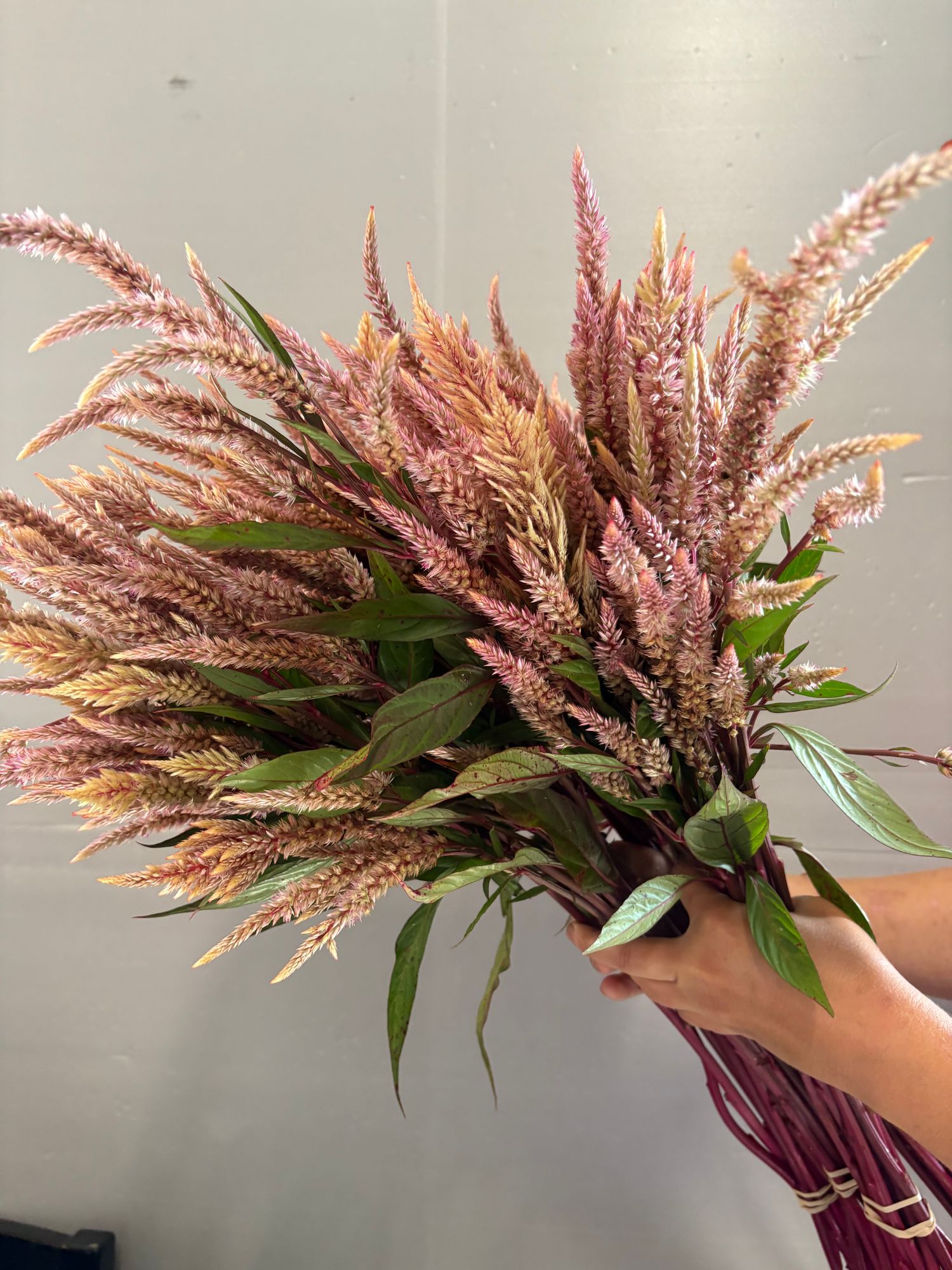 CELOSIA argentea var. plumosa Rose Gold