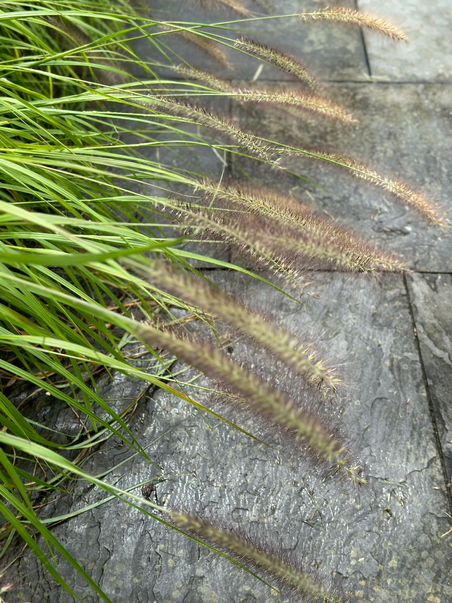 ORNAMENTAL GRASS