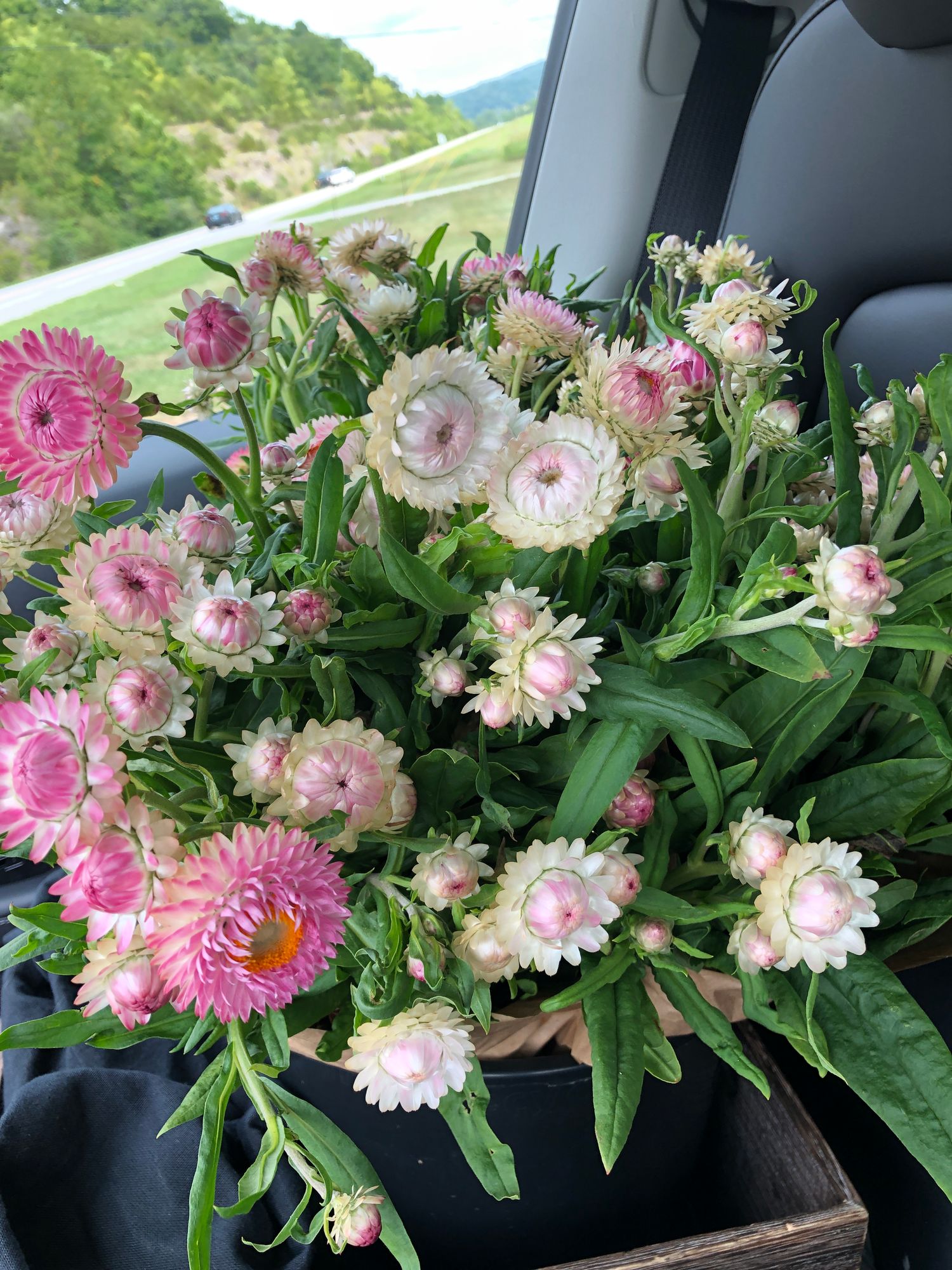 XEROCHRYSUM bracteatum Silvery Rose