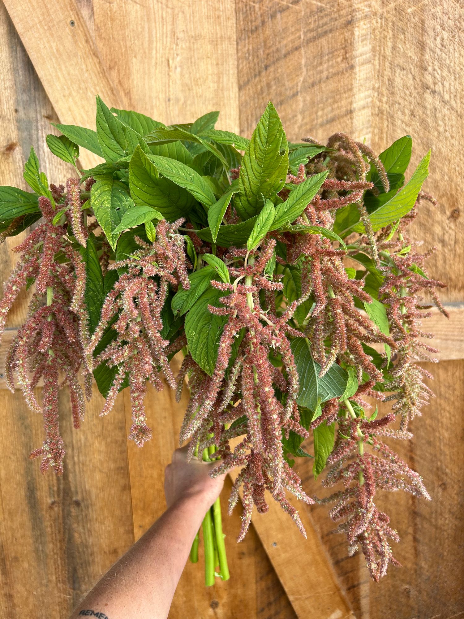 AMARANTHUS caudatus Coral Fountains