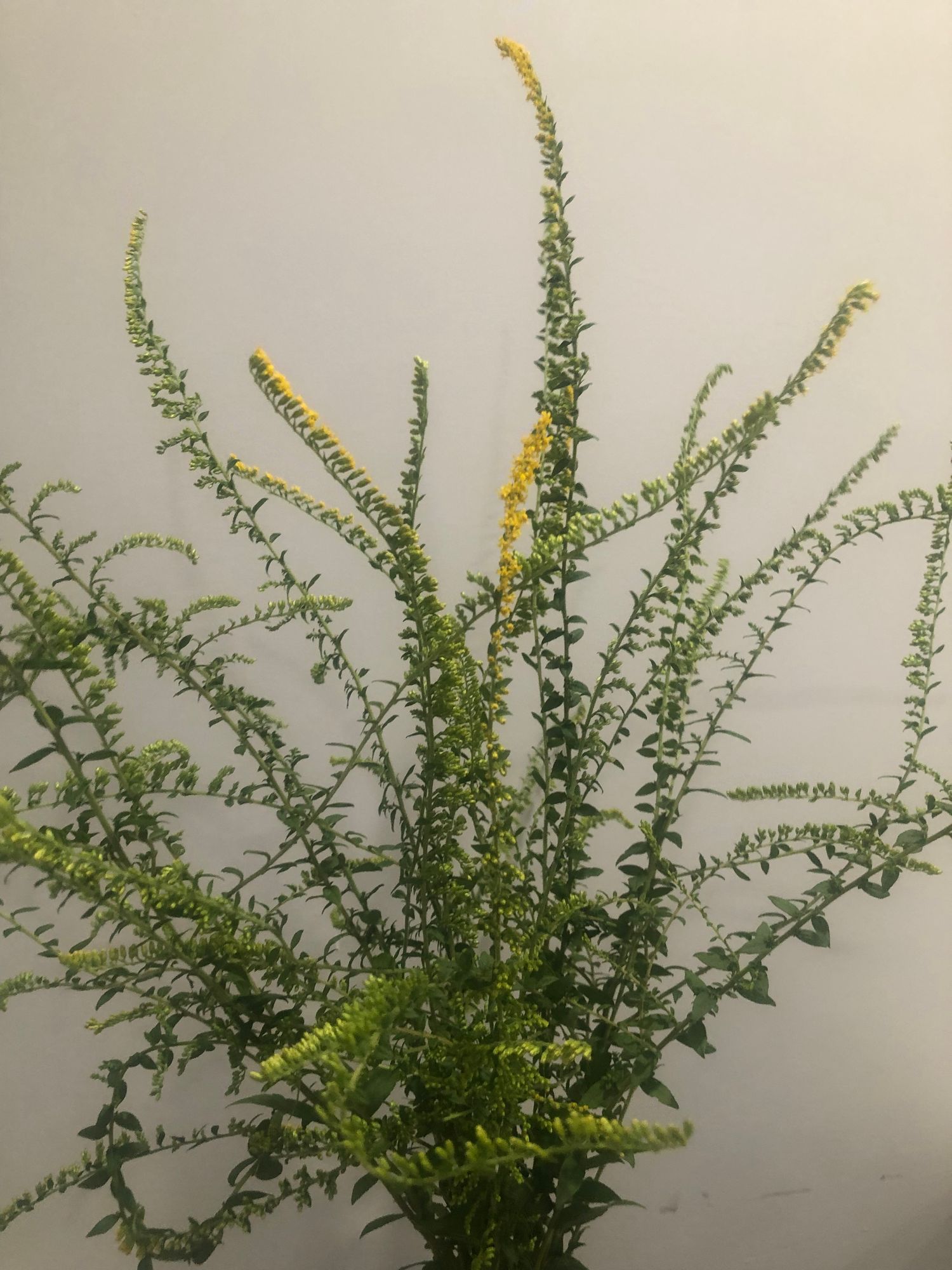 SOLIDAGO