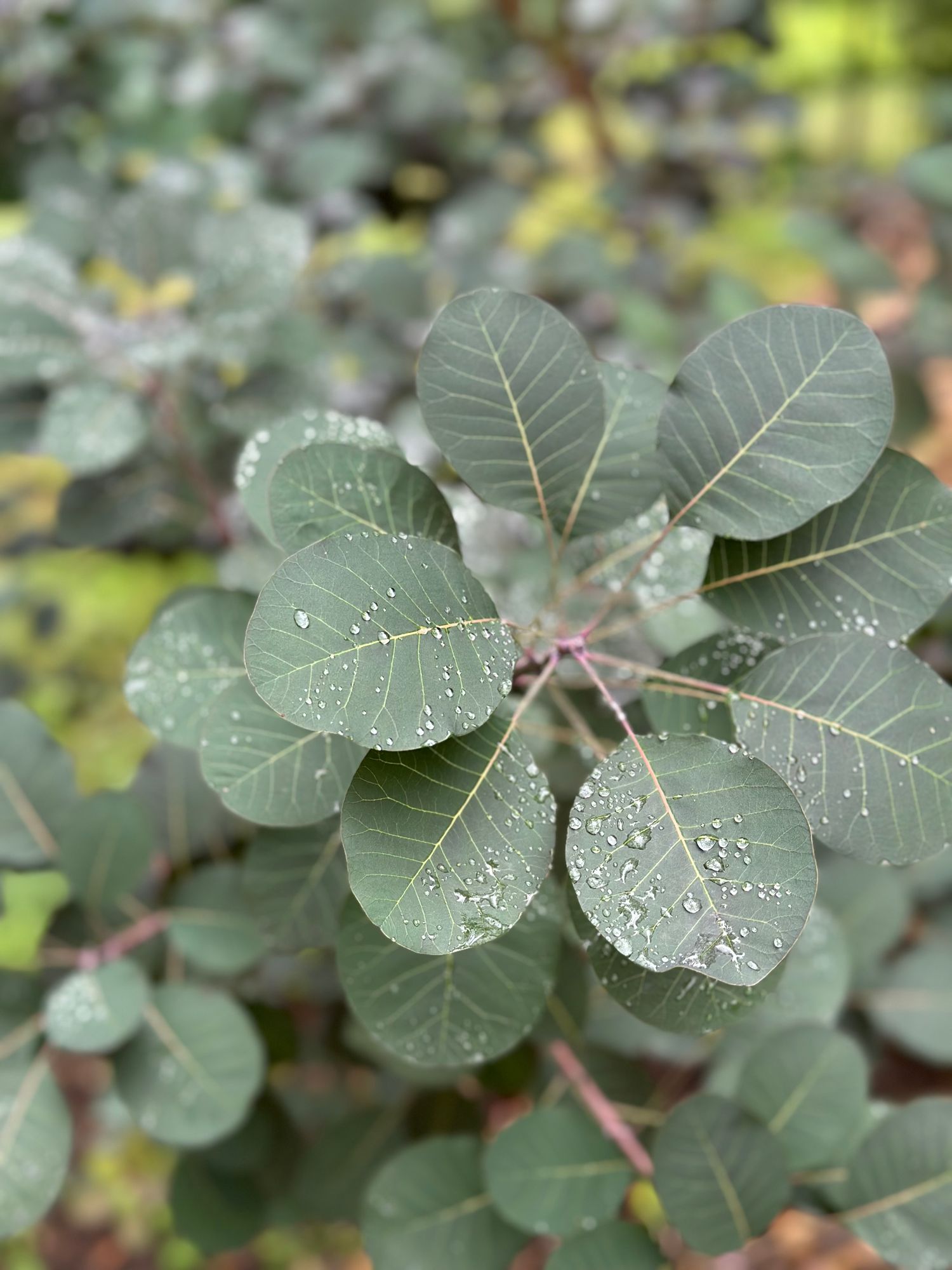 COTINUS coggygria