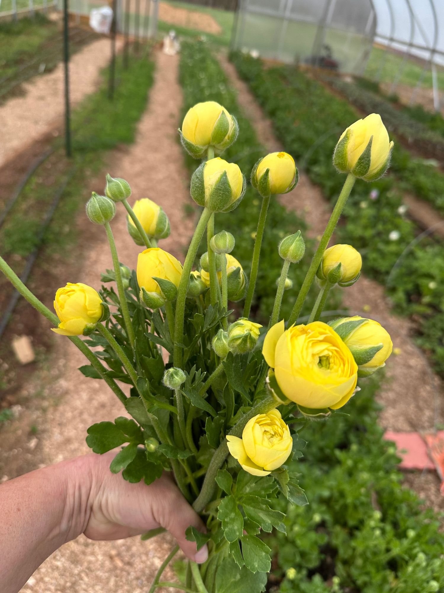 RANUNCULUS