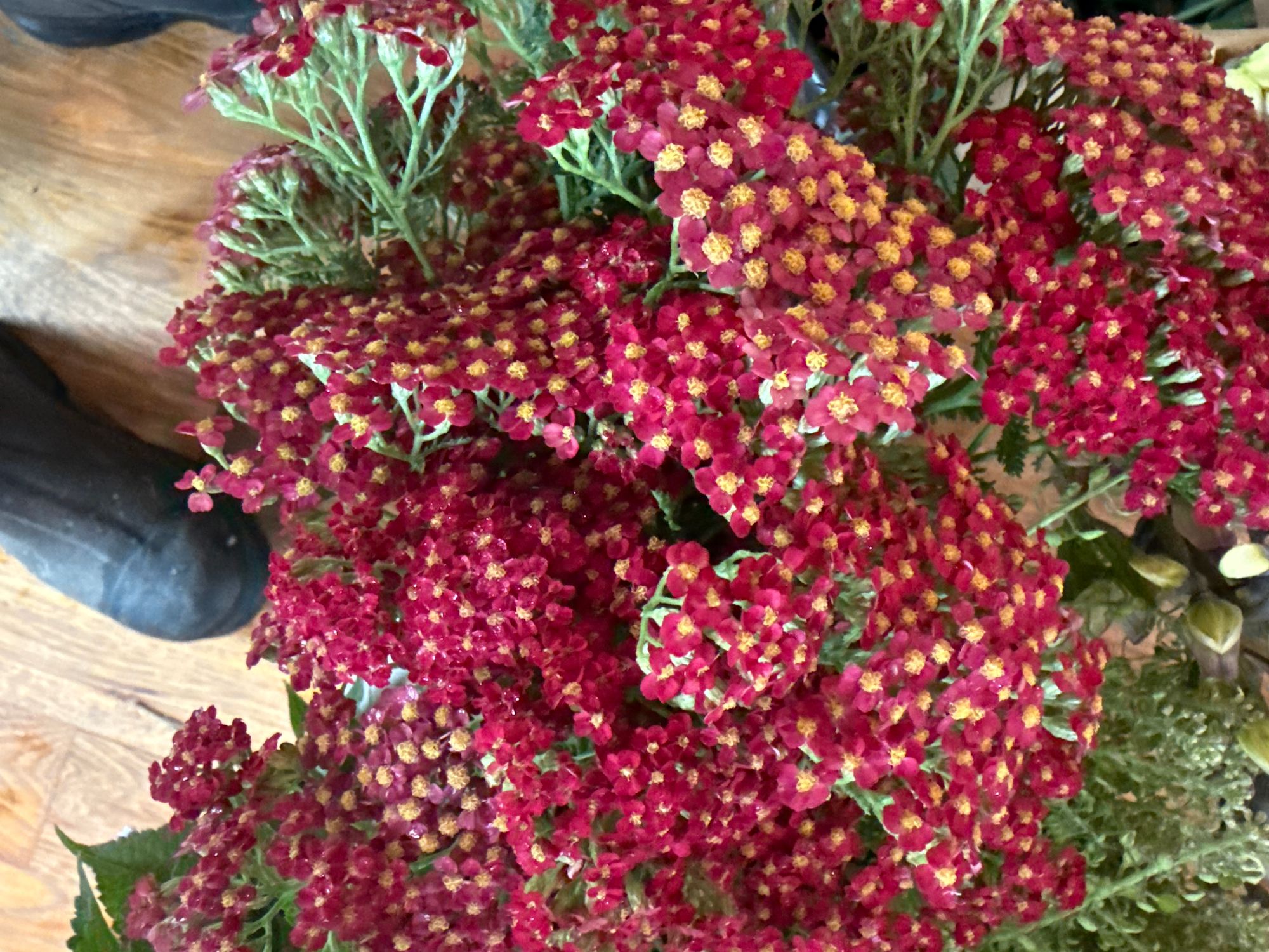 ACHILLEA millefolium Colorado