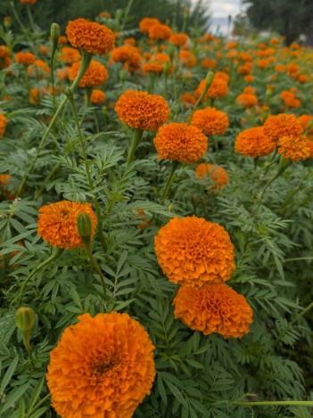 TAGETES erecta