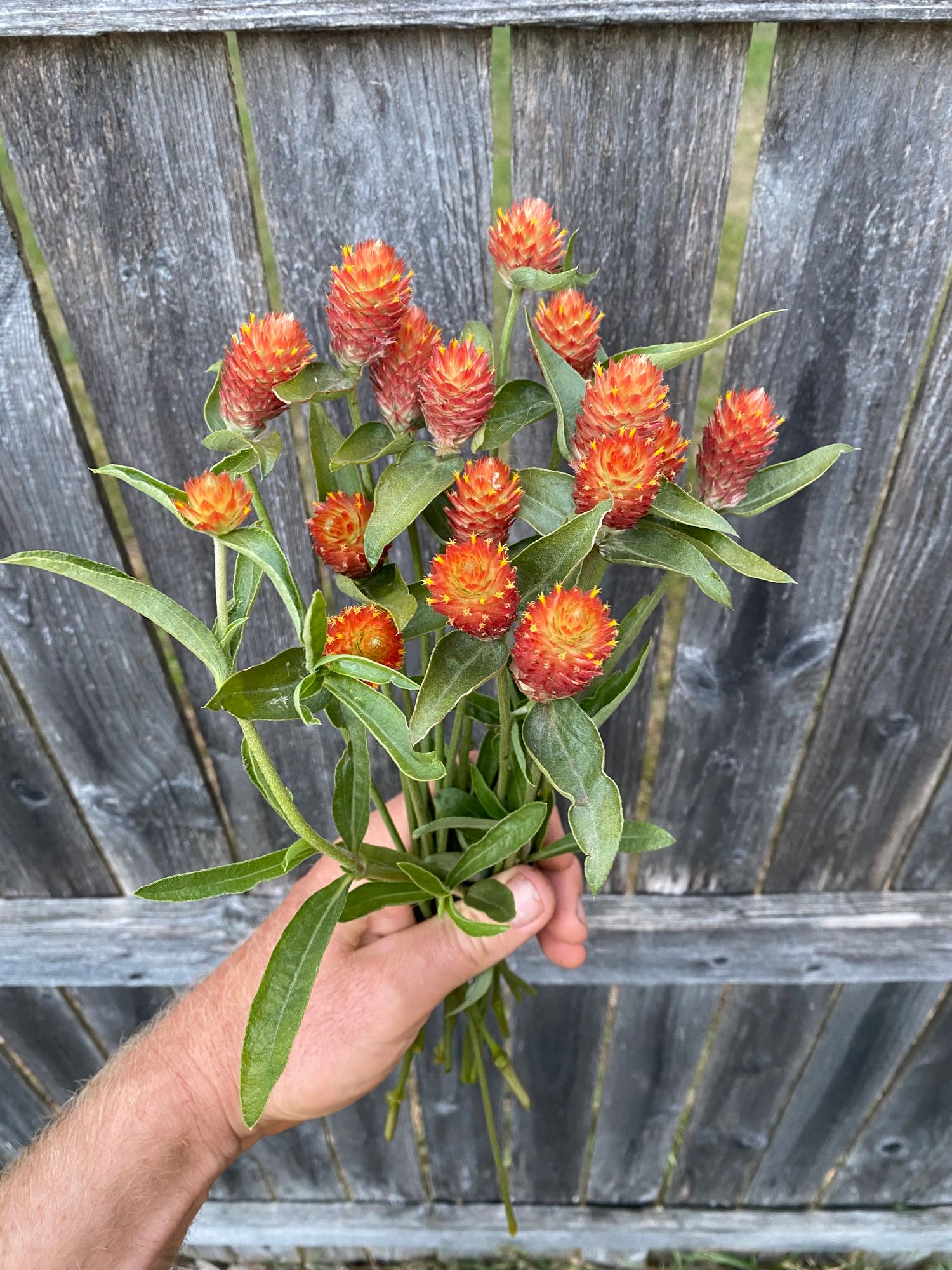 GOMPHRENA haageana QIS