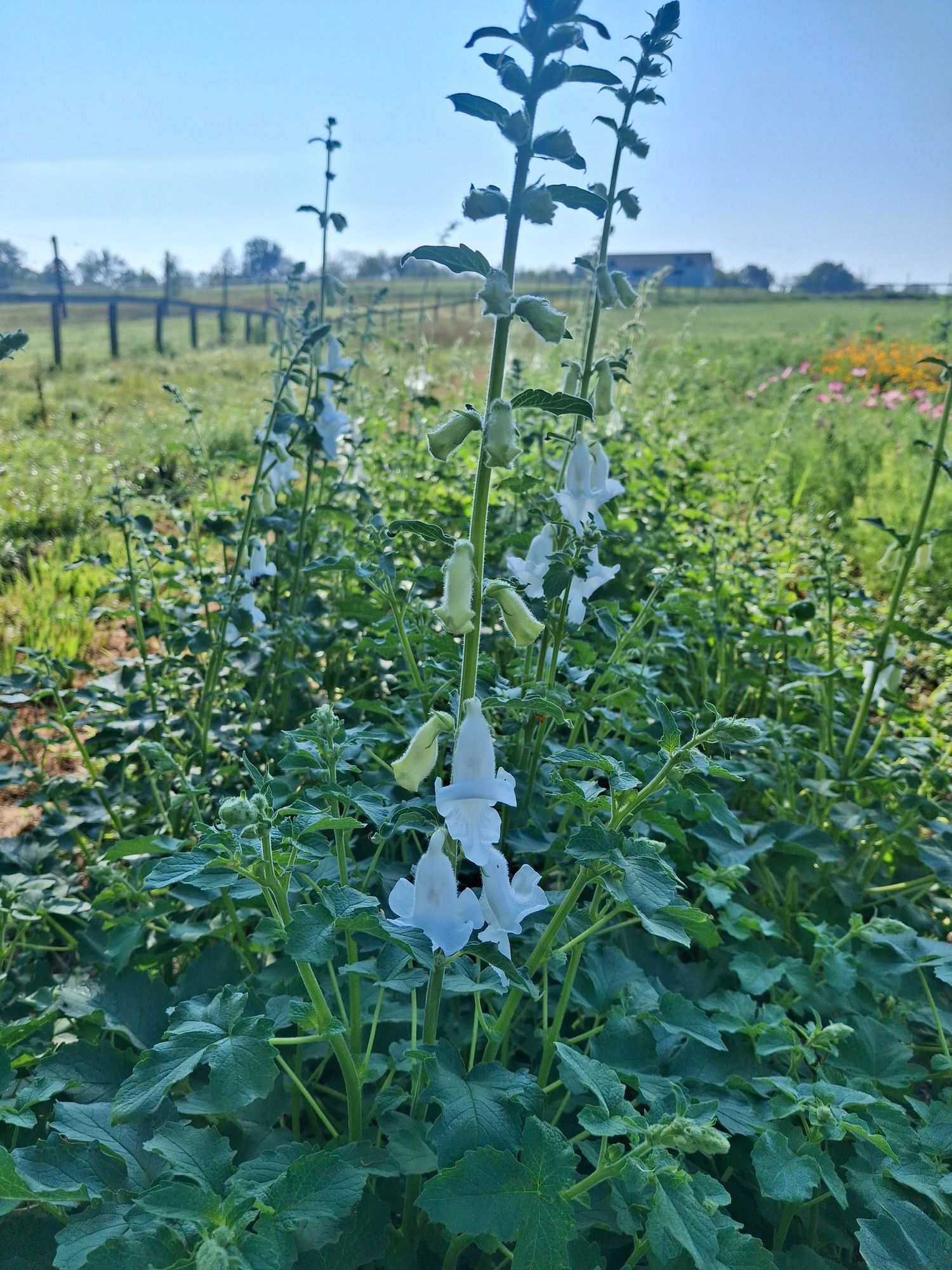 CERATOTHECA triloba