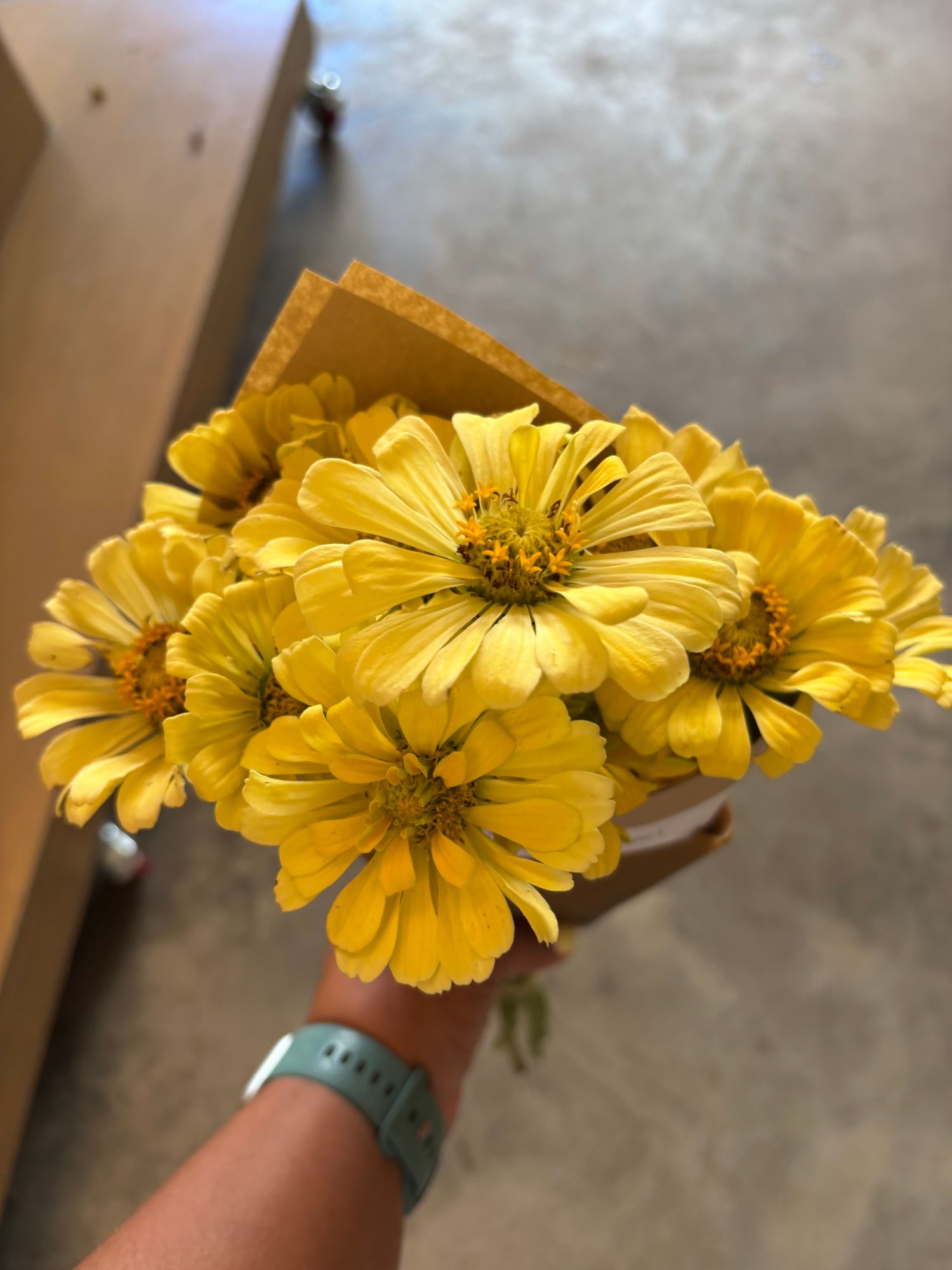 ZINNIA elegans Giant Dahlia Creamy Yellow