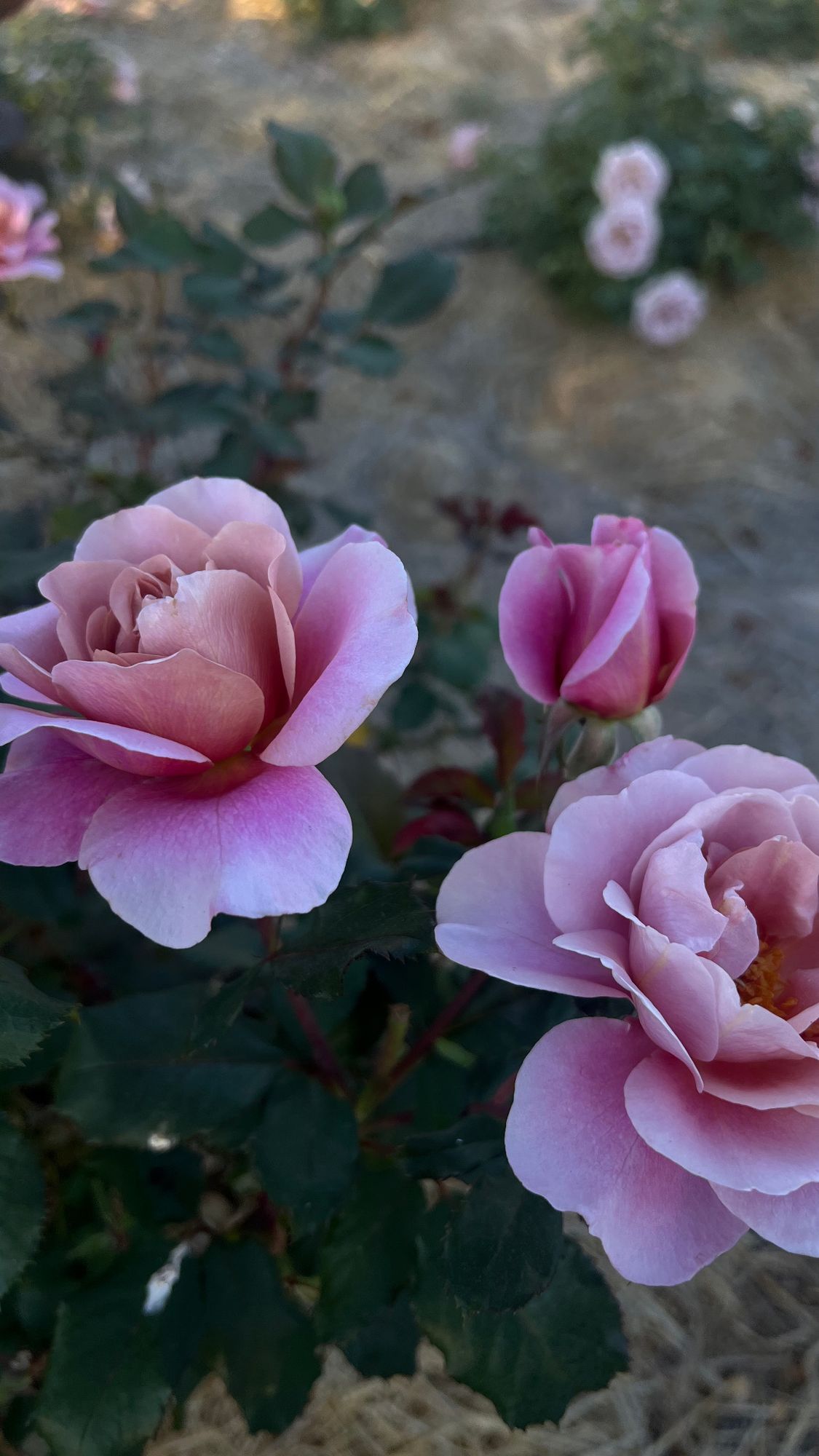 ROSA hybrida Distant Drums