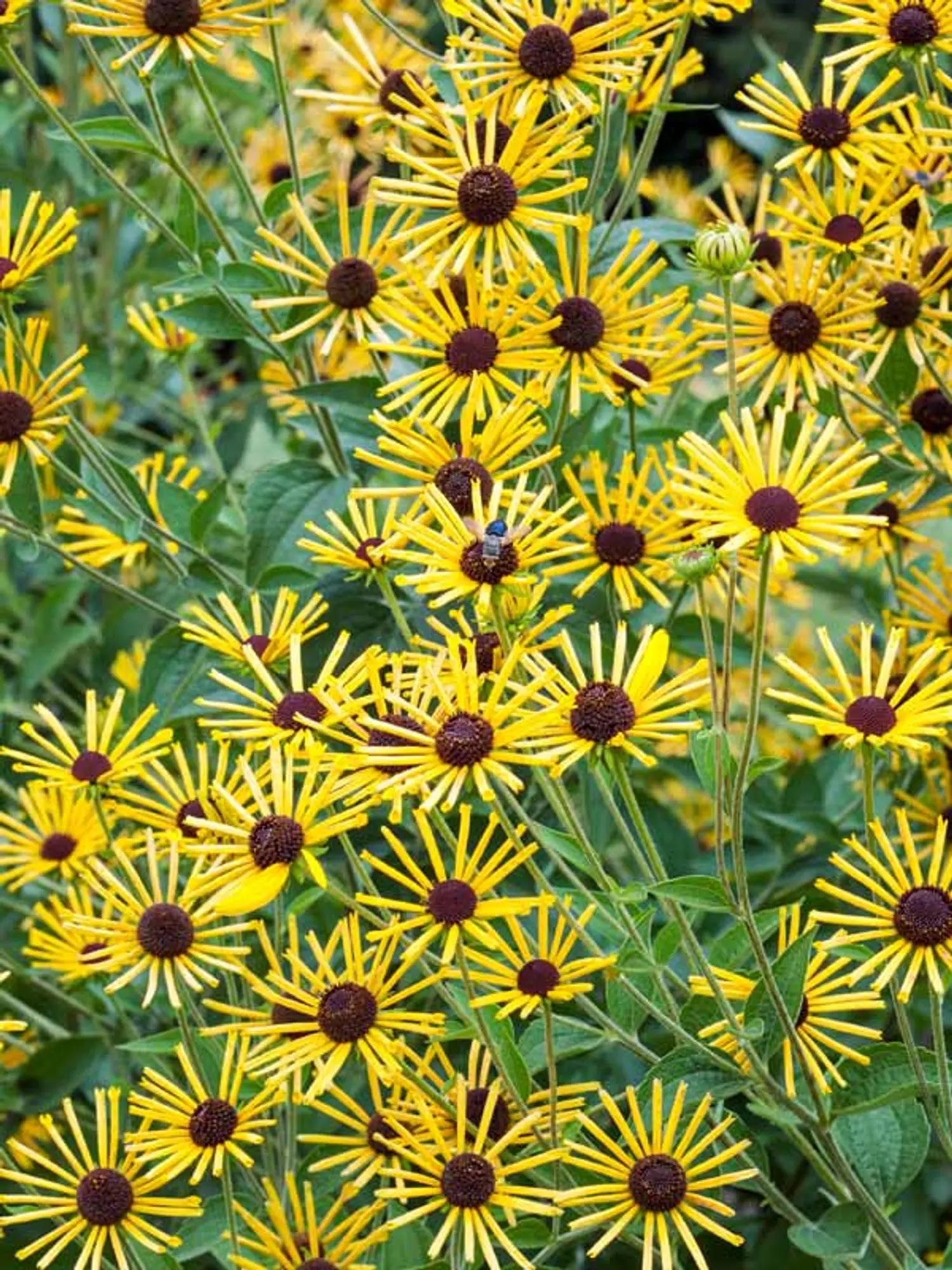 RUDBECKIA subtomentosa Henry Eilers