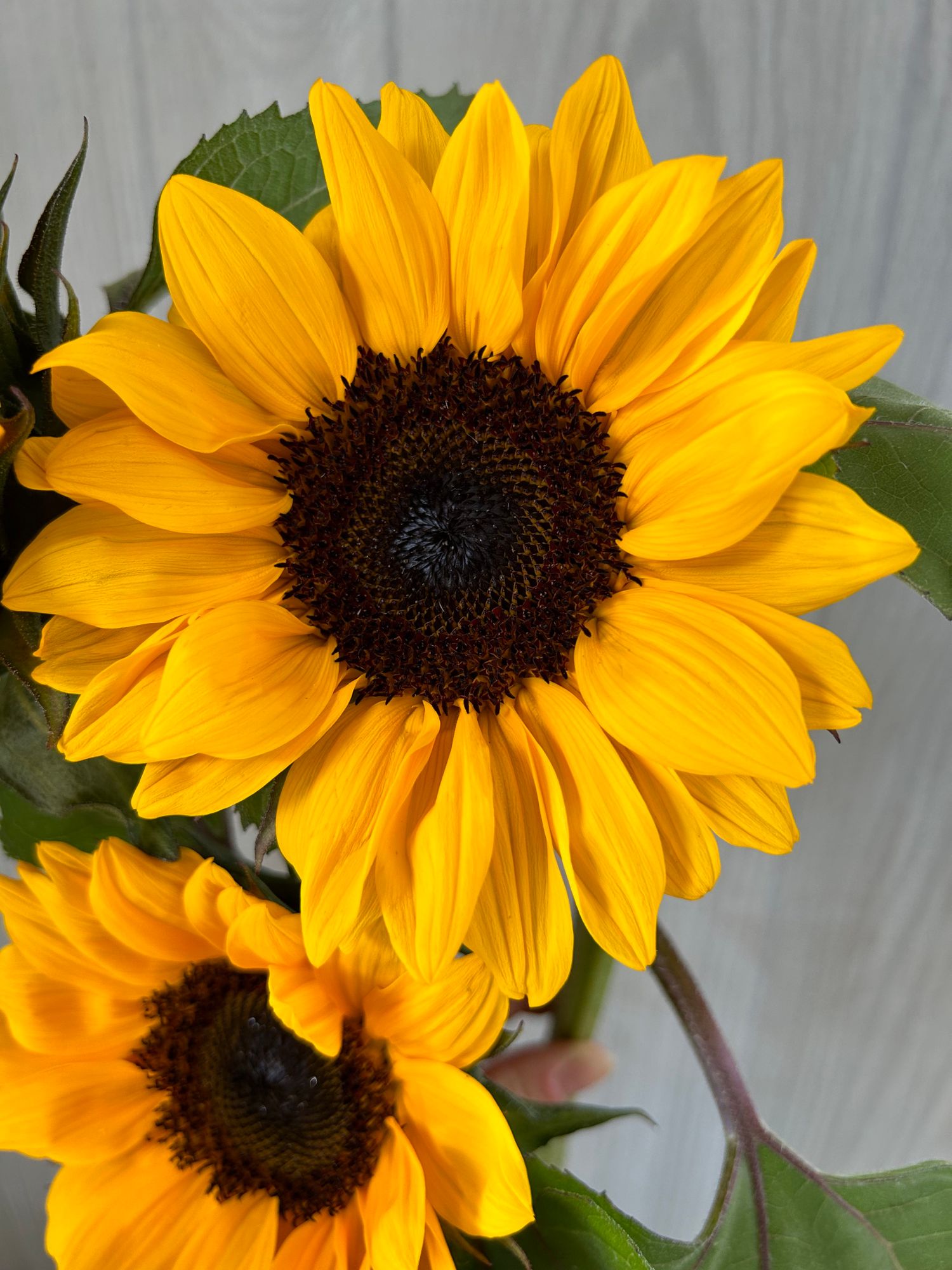 HELIANTHUS