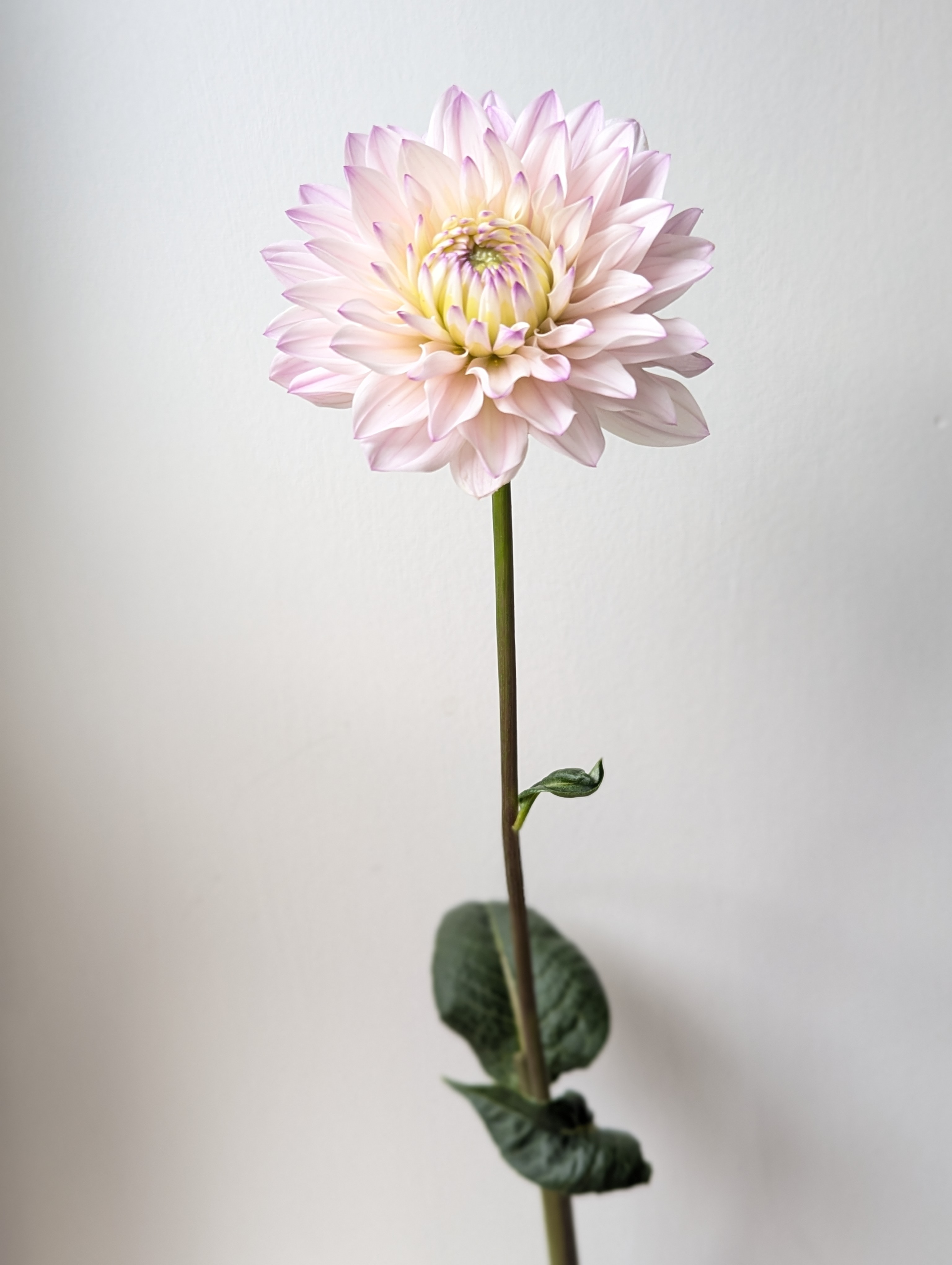 DAHLIA Silver Years