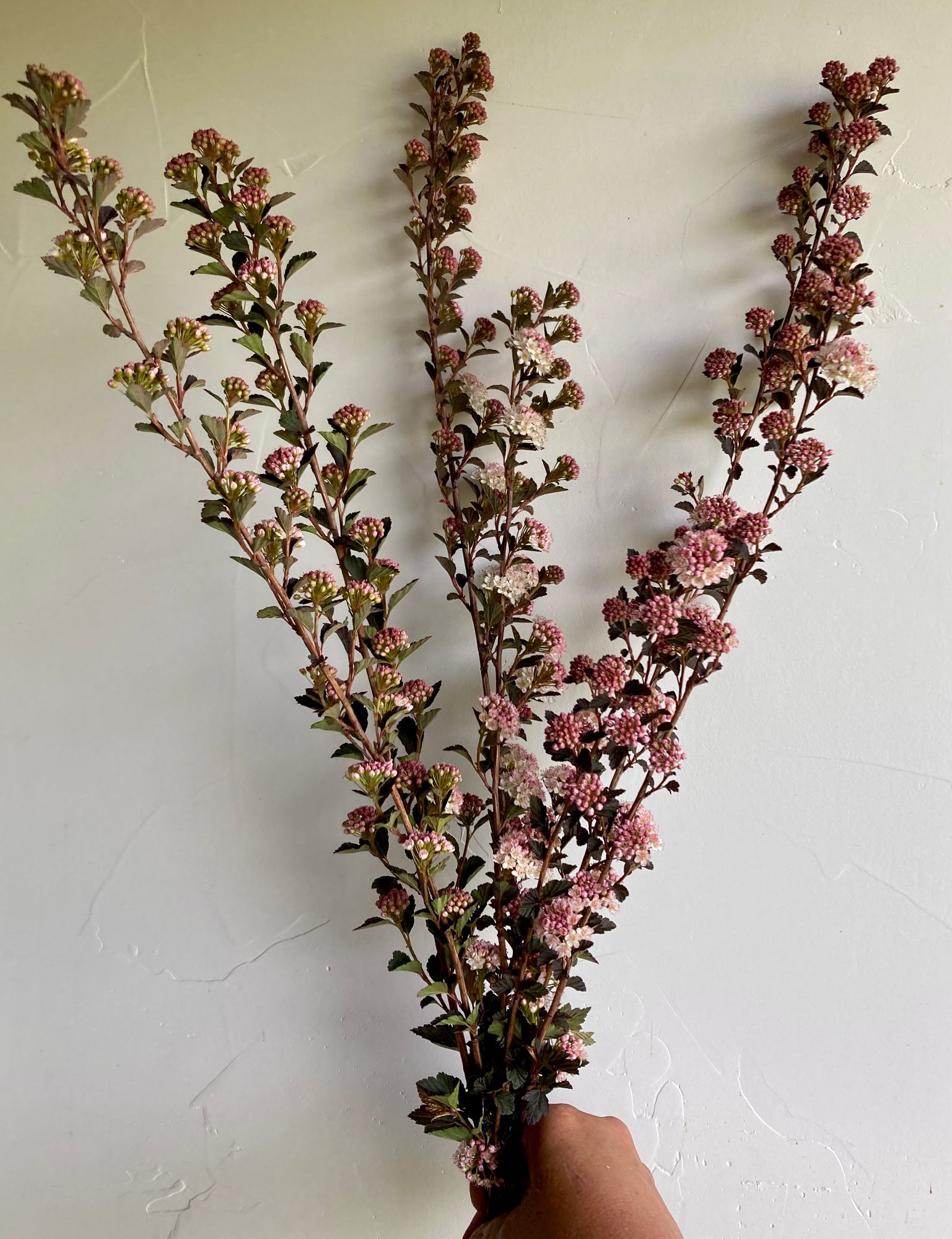 PHYSOCARPUS opulifolius