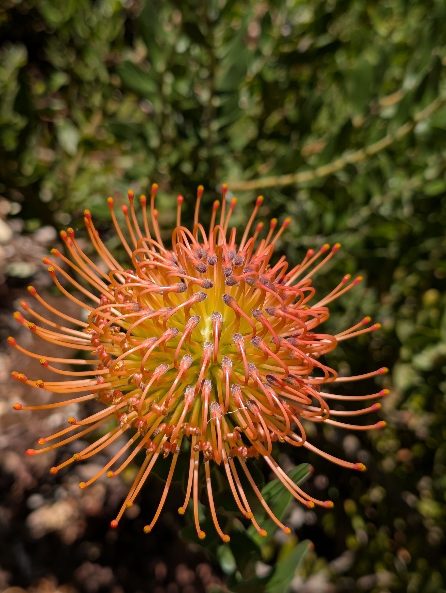 LEUCOSPERMUM