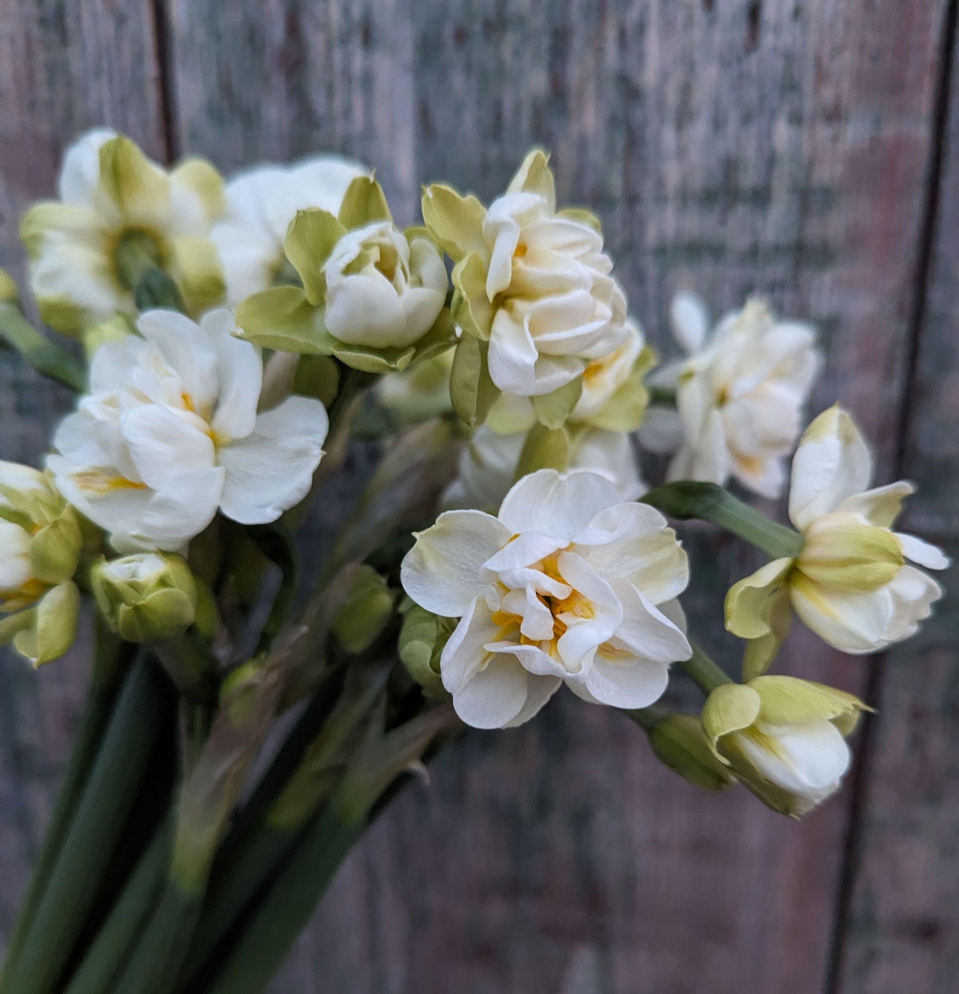 NARCISSUS Bridal Crown