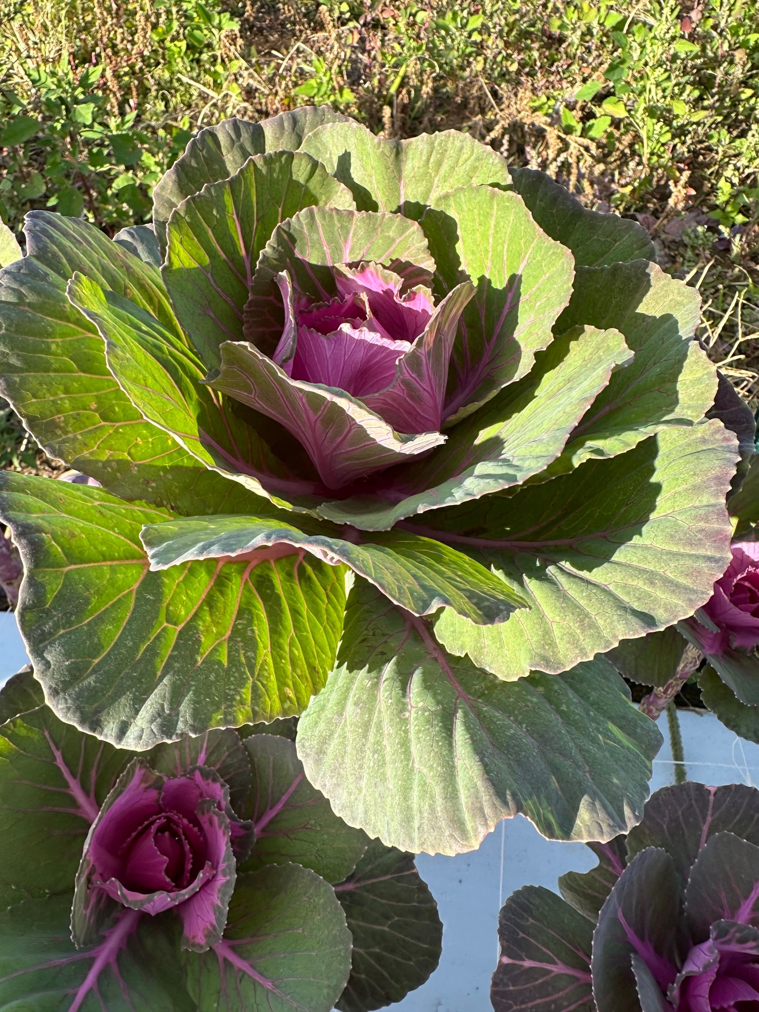 BRASSICA oleracea Crane Red