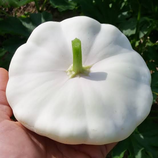 Cucurbit: Squash, Summer Patty Pan White
