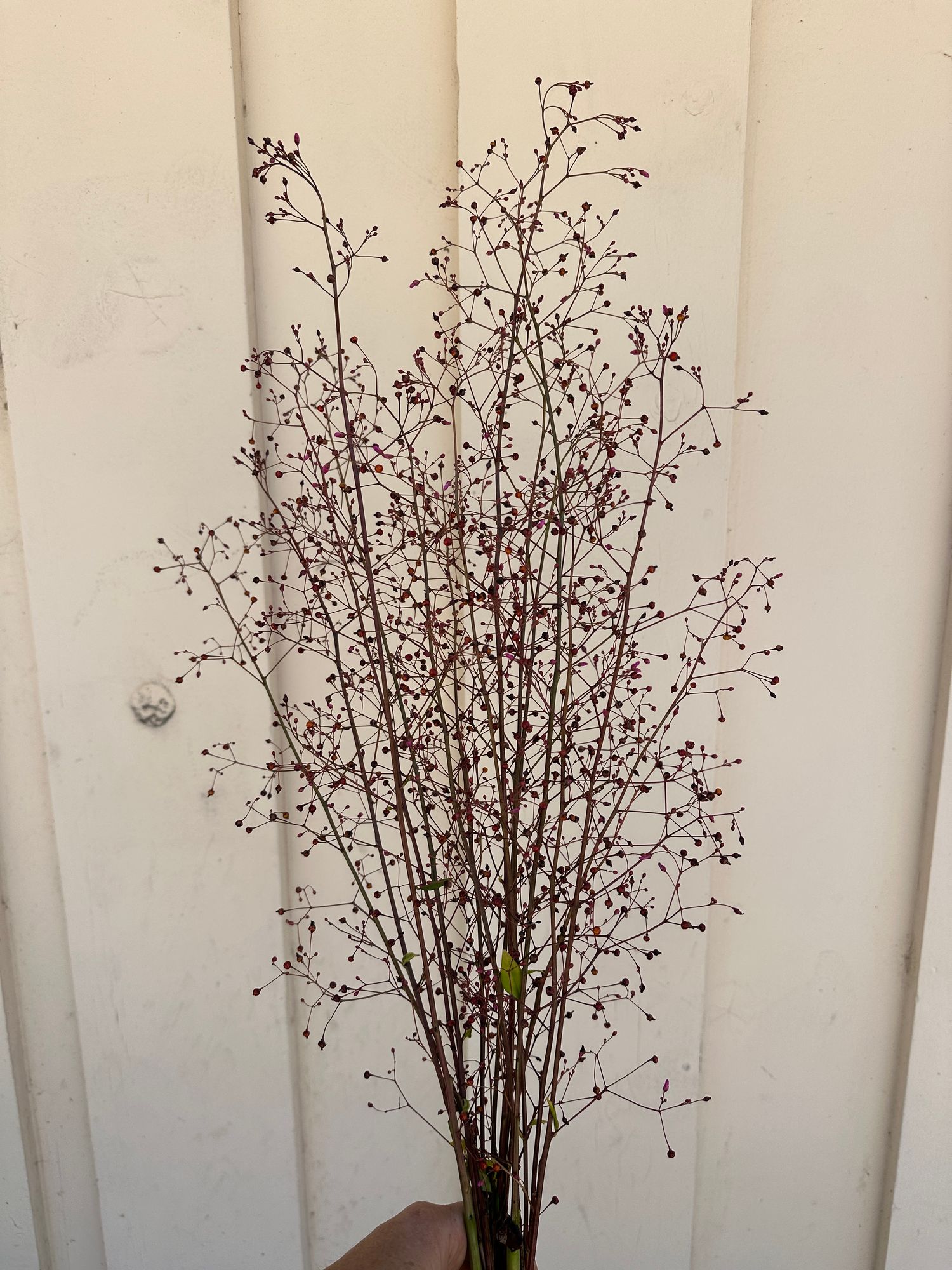 TALINUM paniculatum