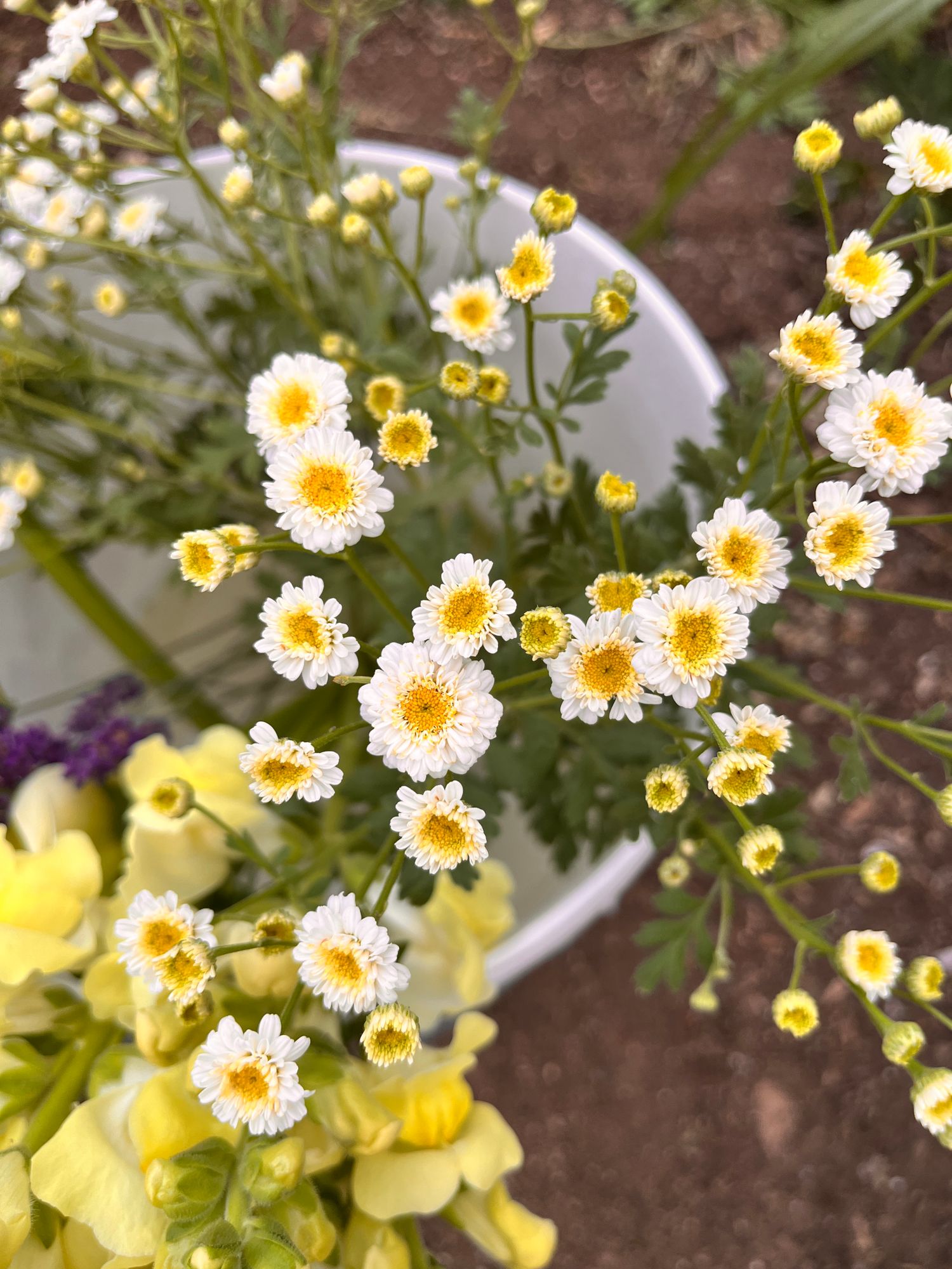 TANACETUM parthenium Tetra