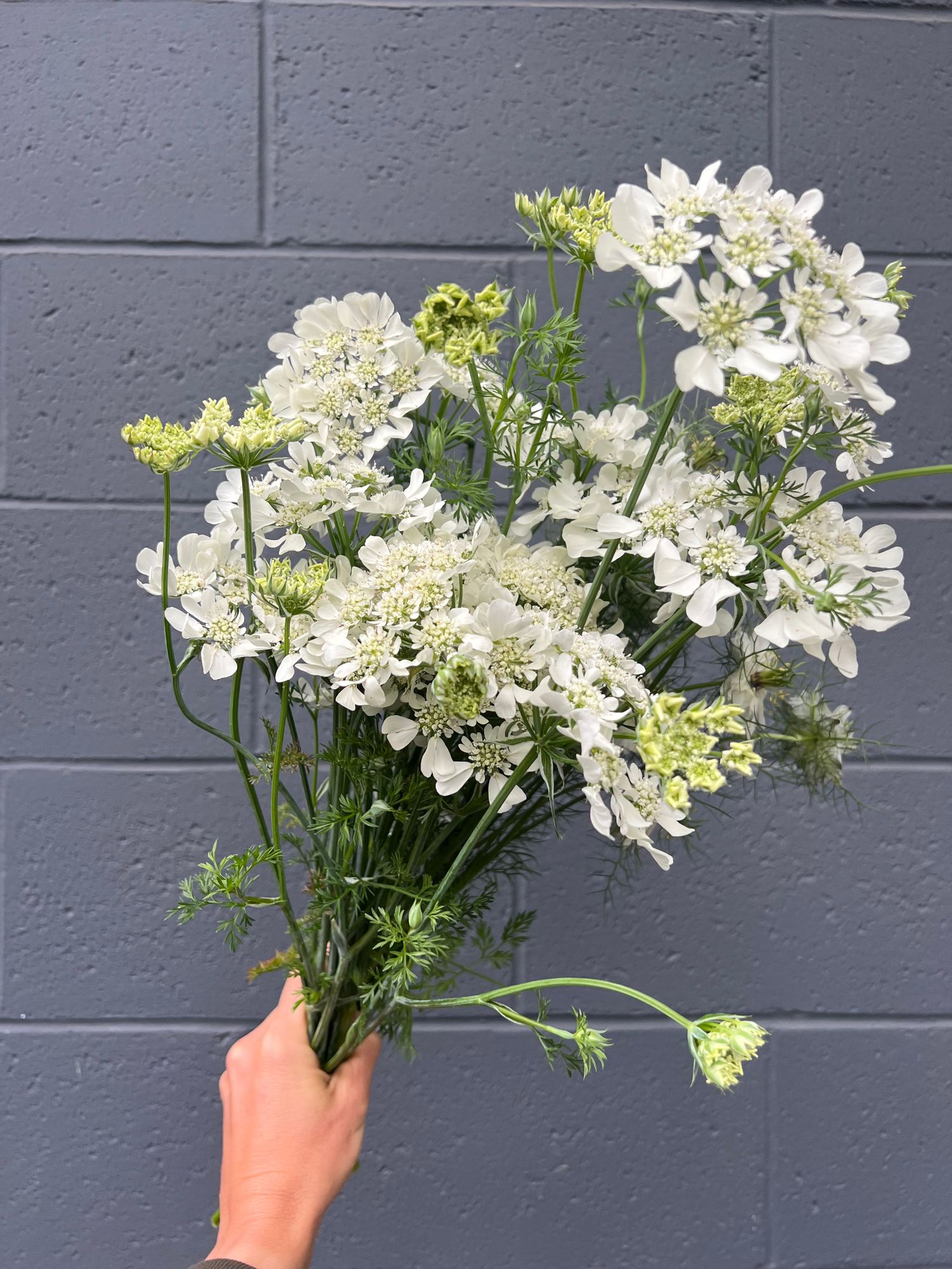 ORLAYA grandiflora