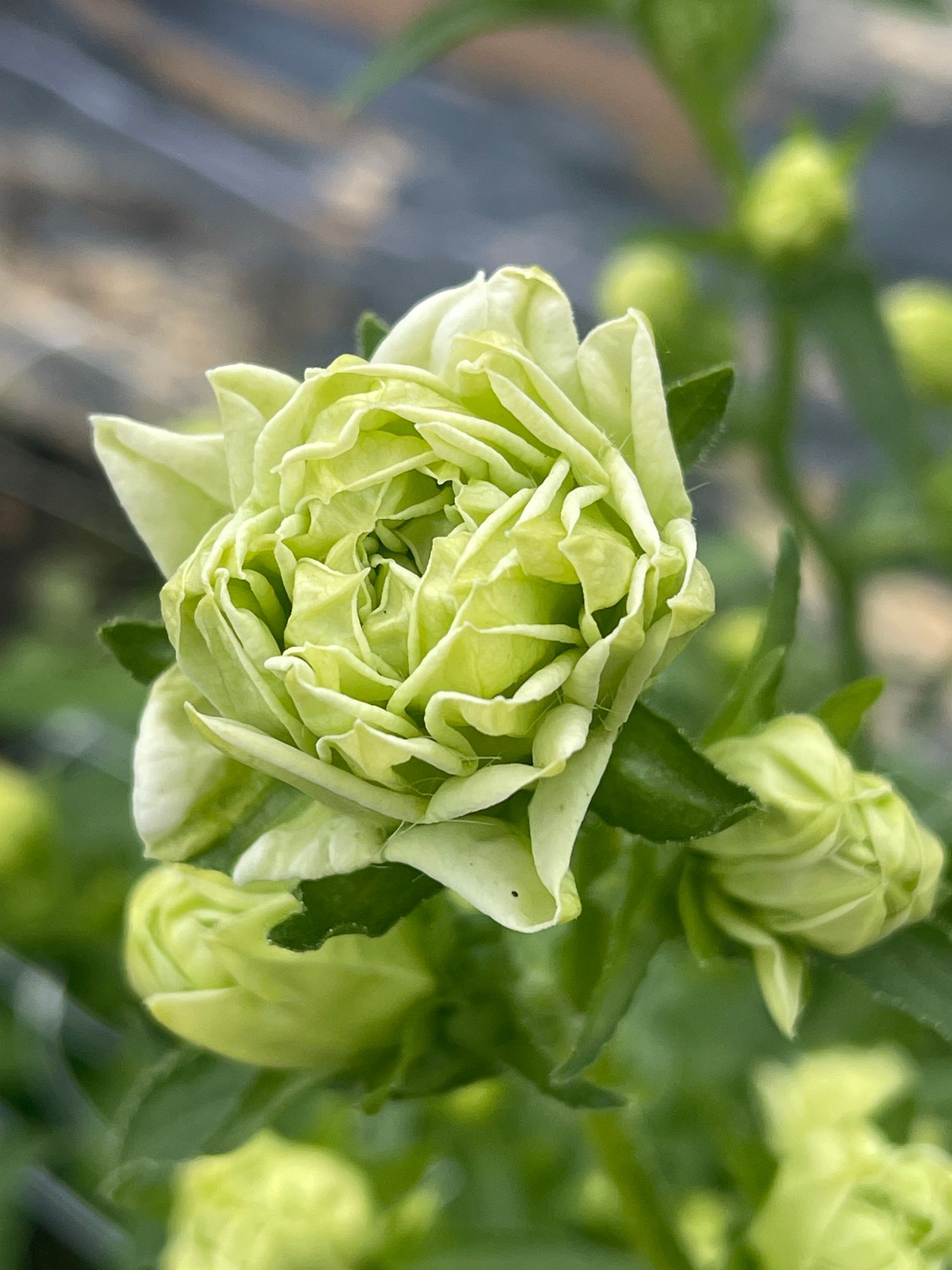 CAMPANULA medium Pink