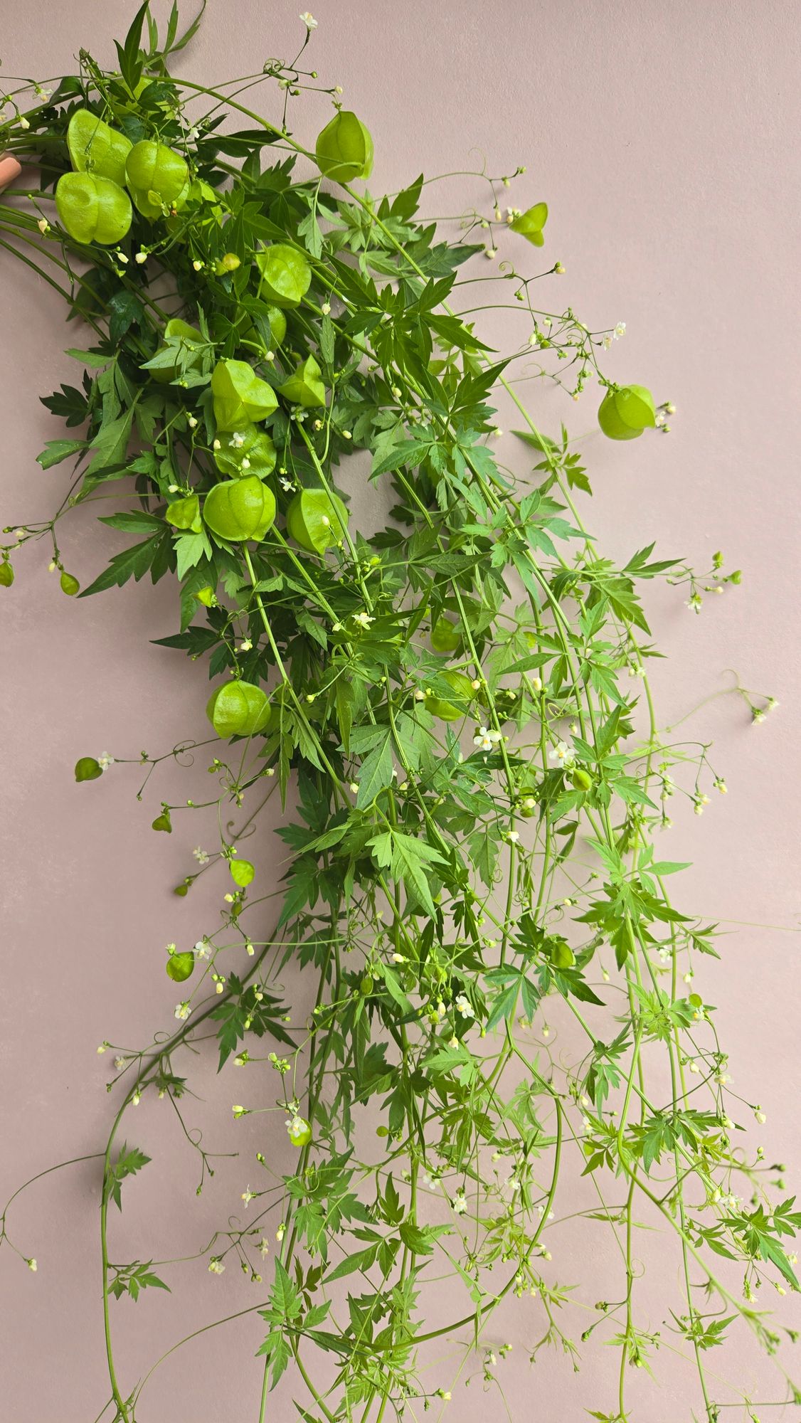 CARDIOSPERMUM halicacabum