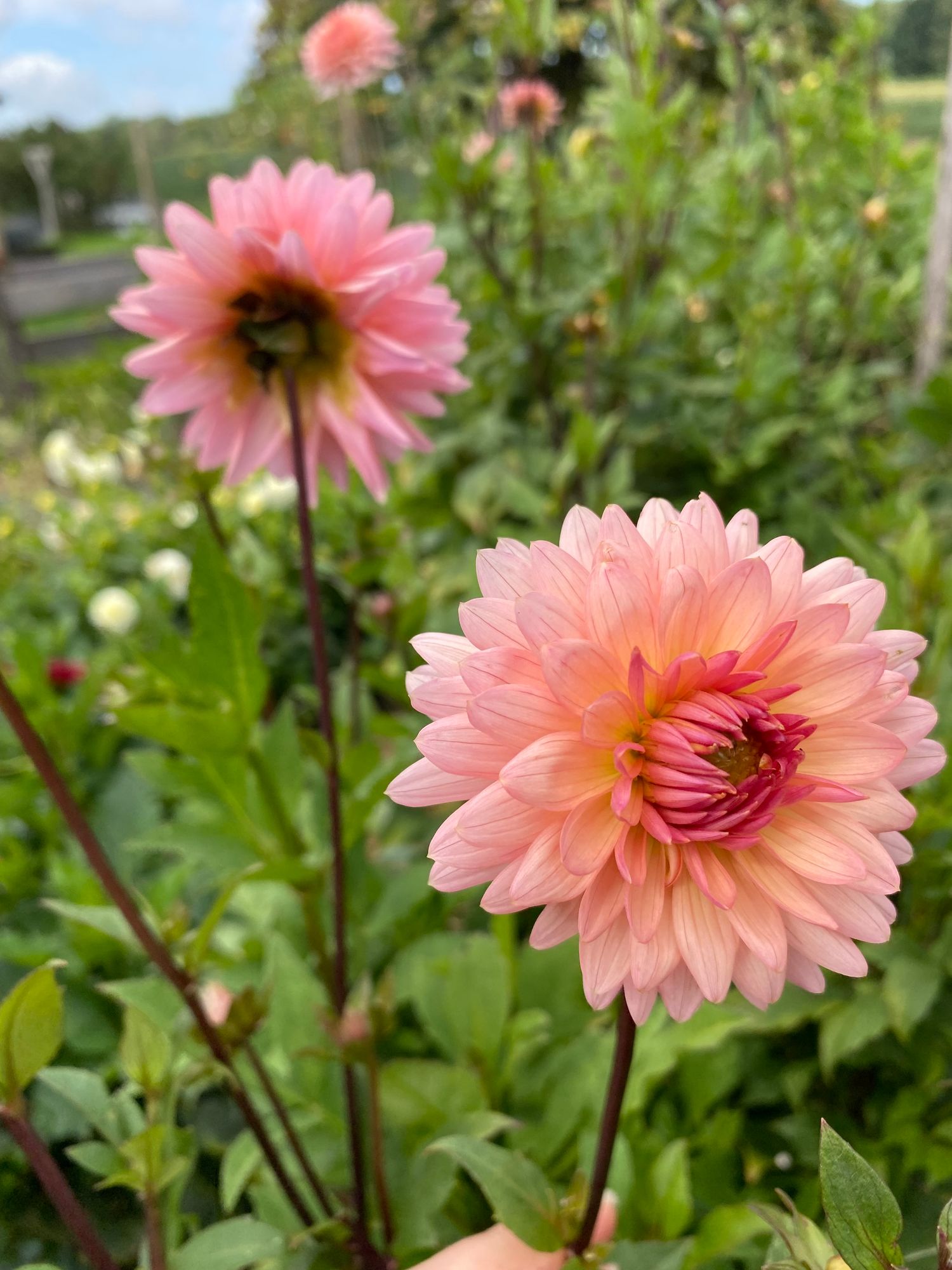 DAHLIA Henriette