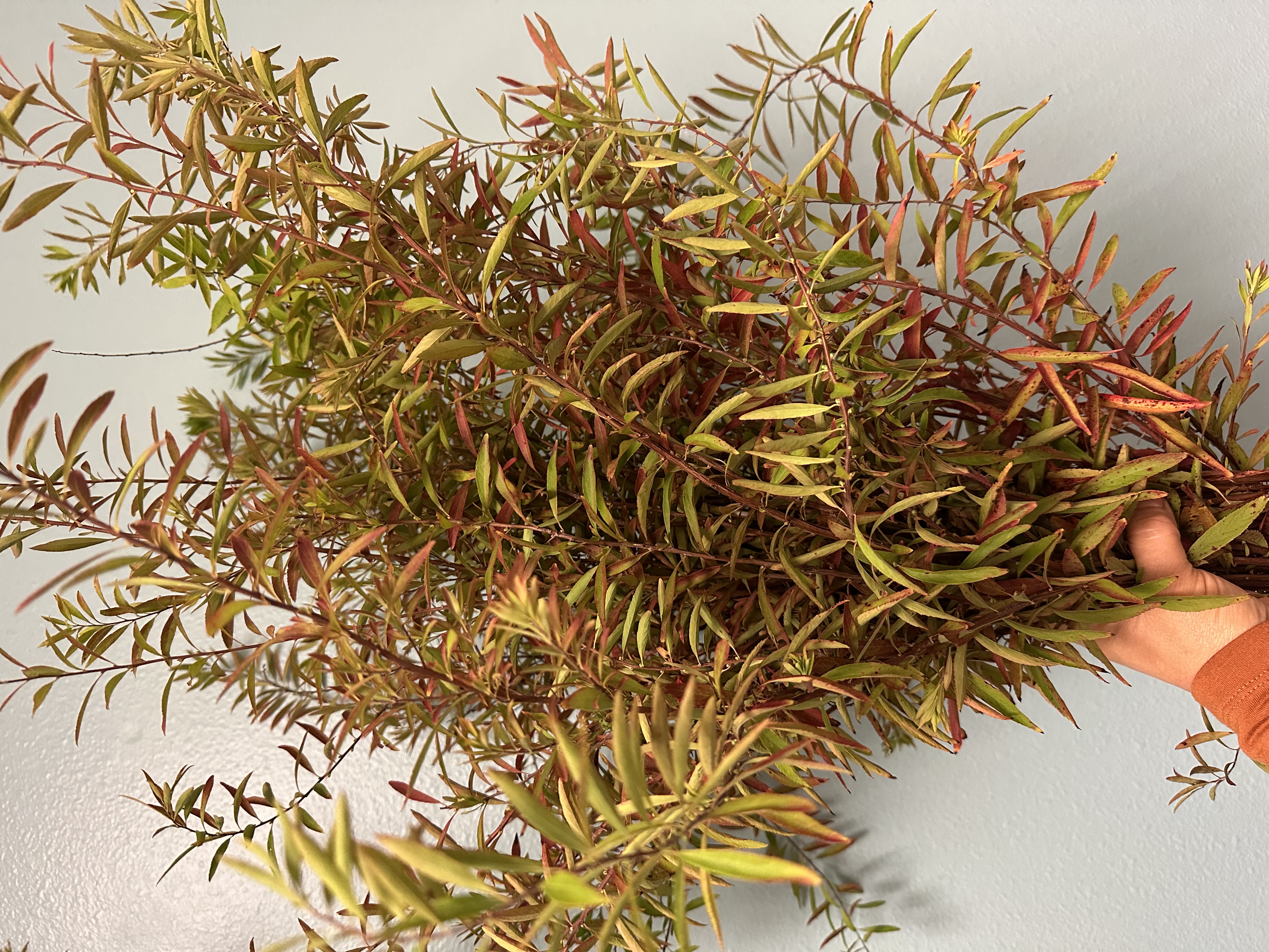 SPIRAEA thunbergii