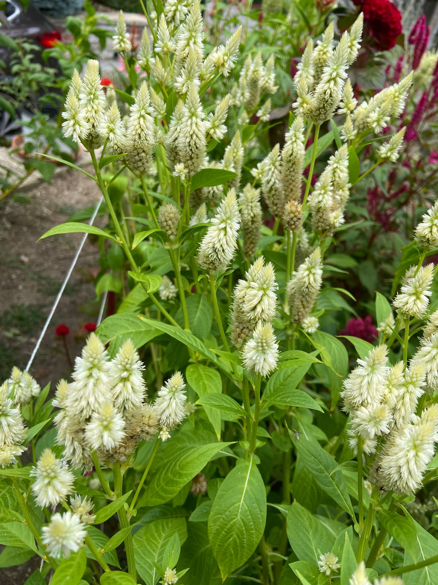CELOSIA argentea spicata Celway White