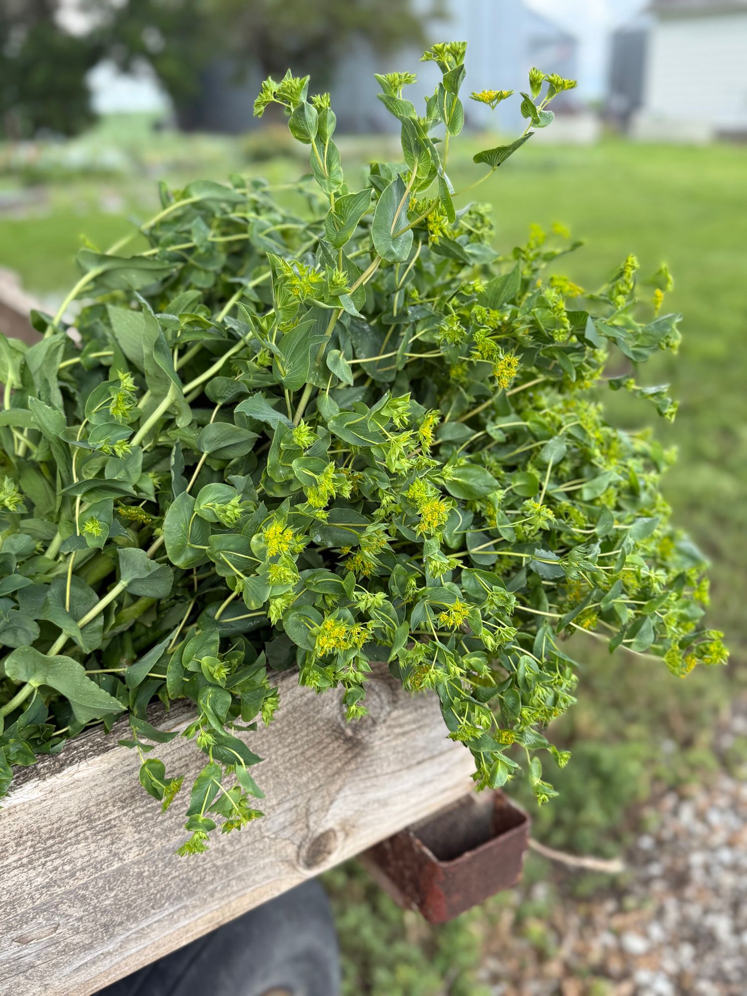 BUPLEURUM griffithii Green Gold