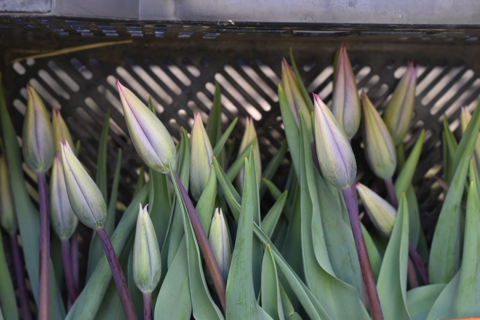 TULIPA Silver Cloud