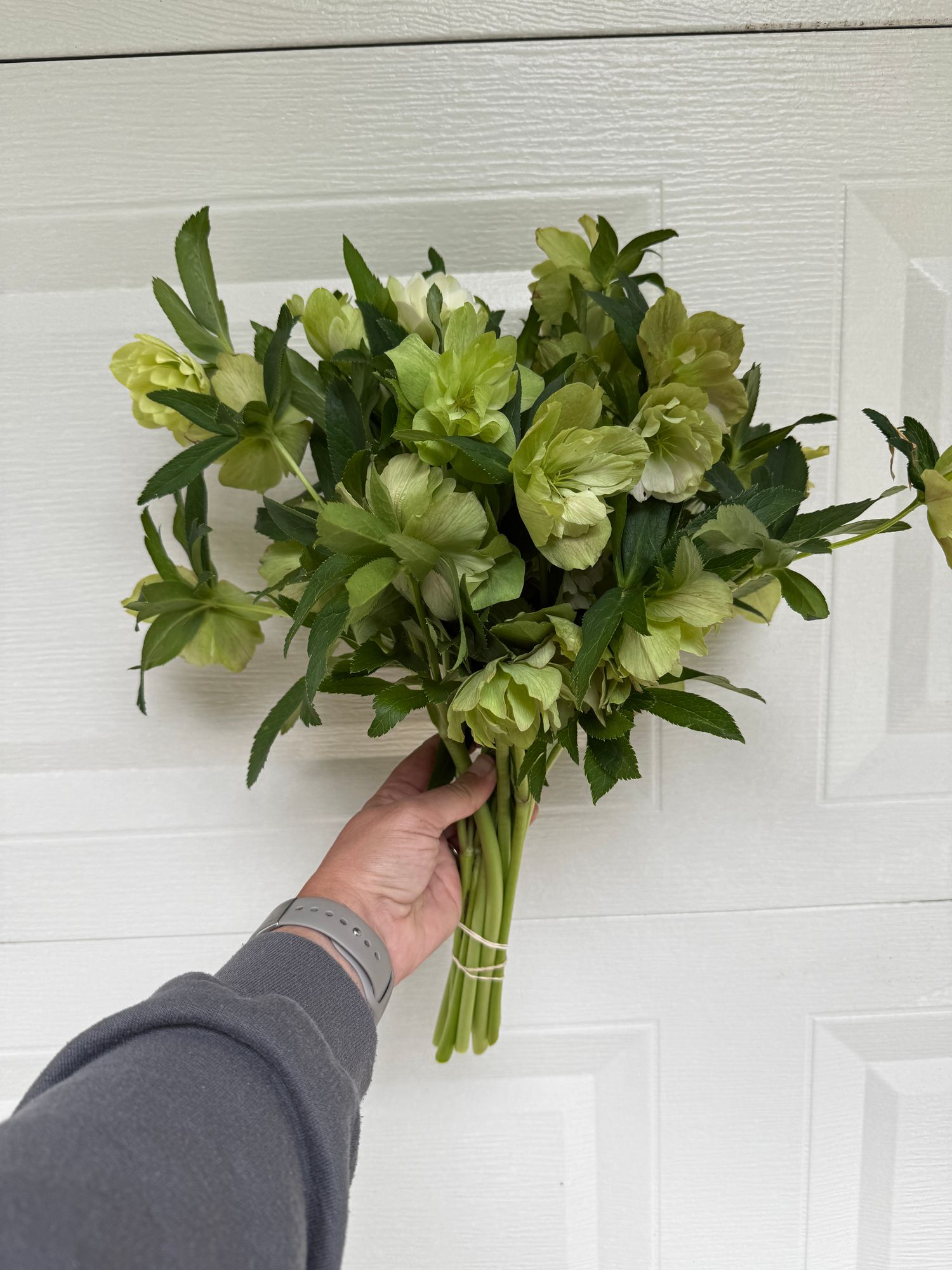 HELLEBORUS x hybridus
