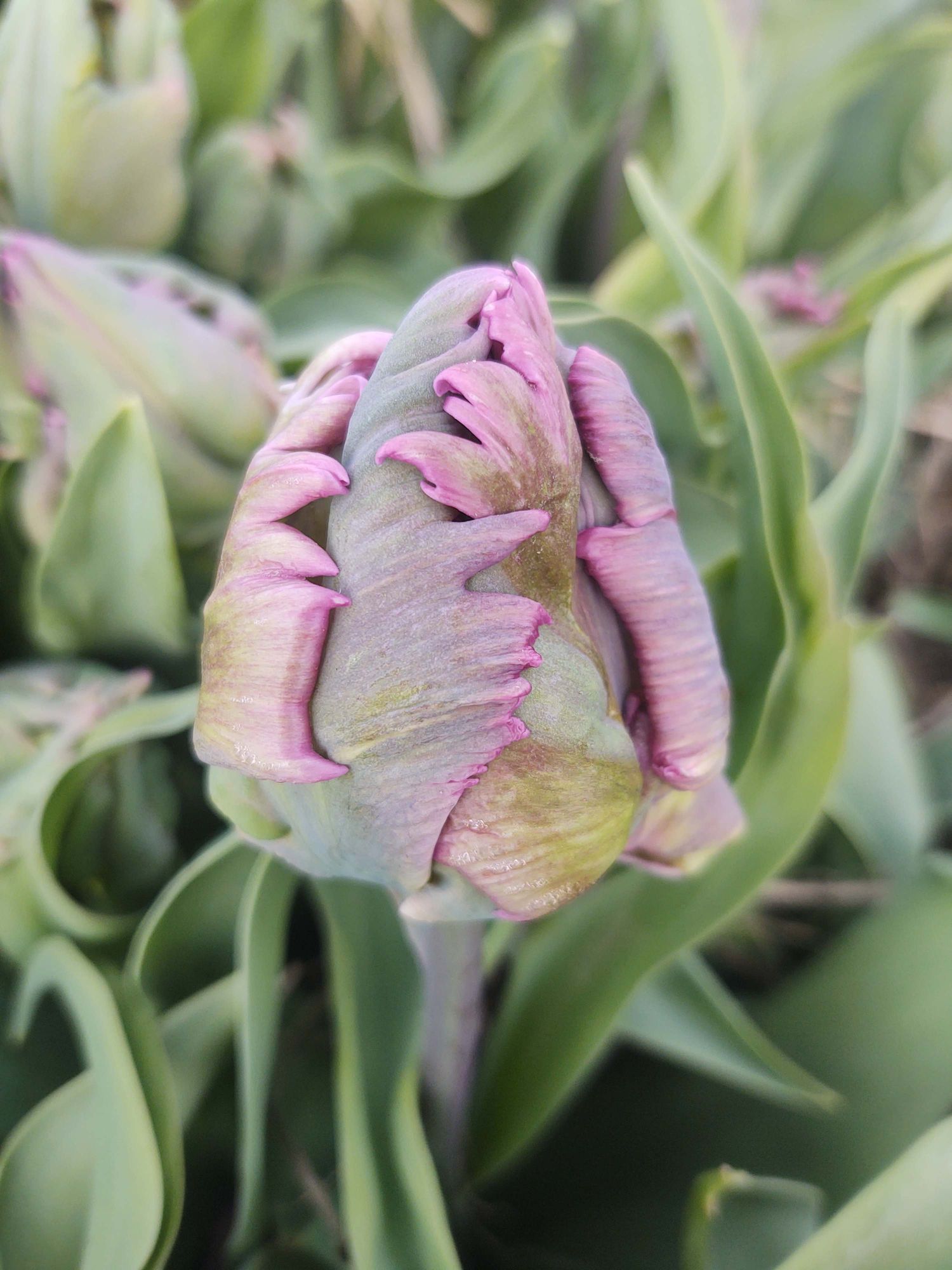 TULIPA Negrita Double