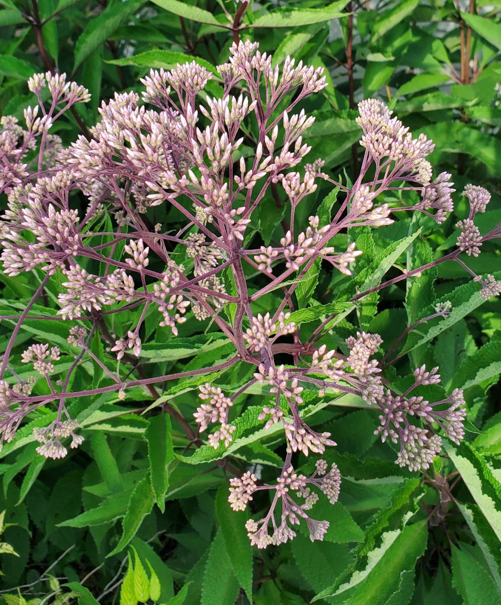 EUPATORIUM aromaticum
