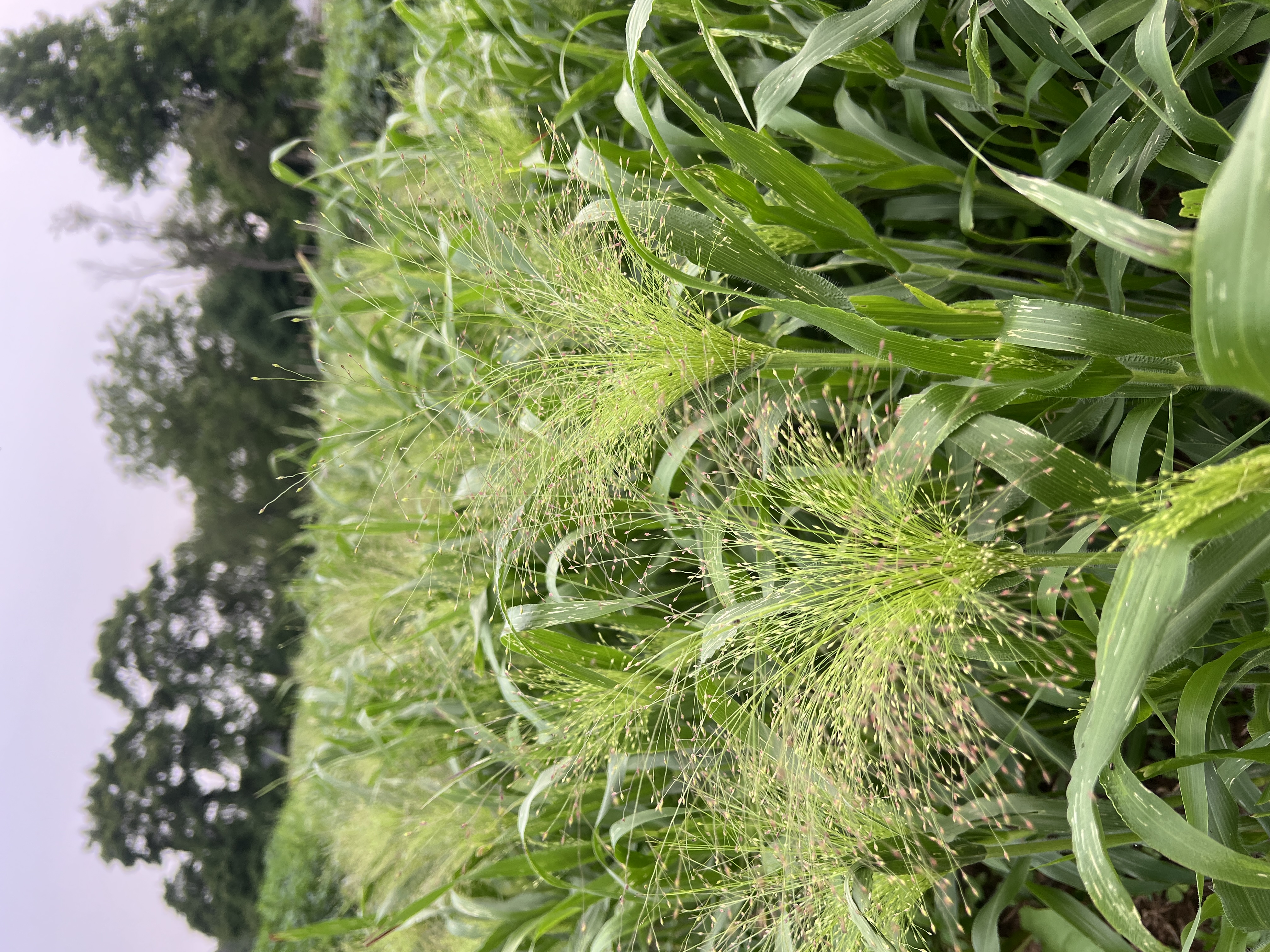 PANICUM elegans