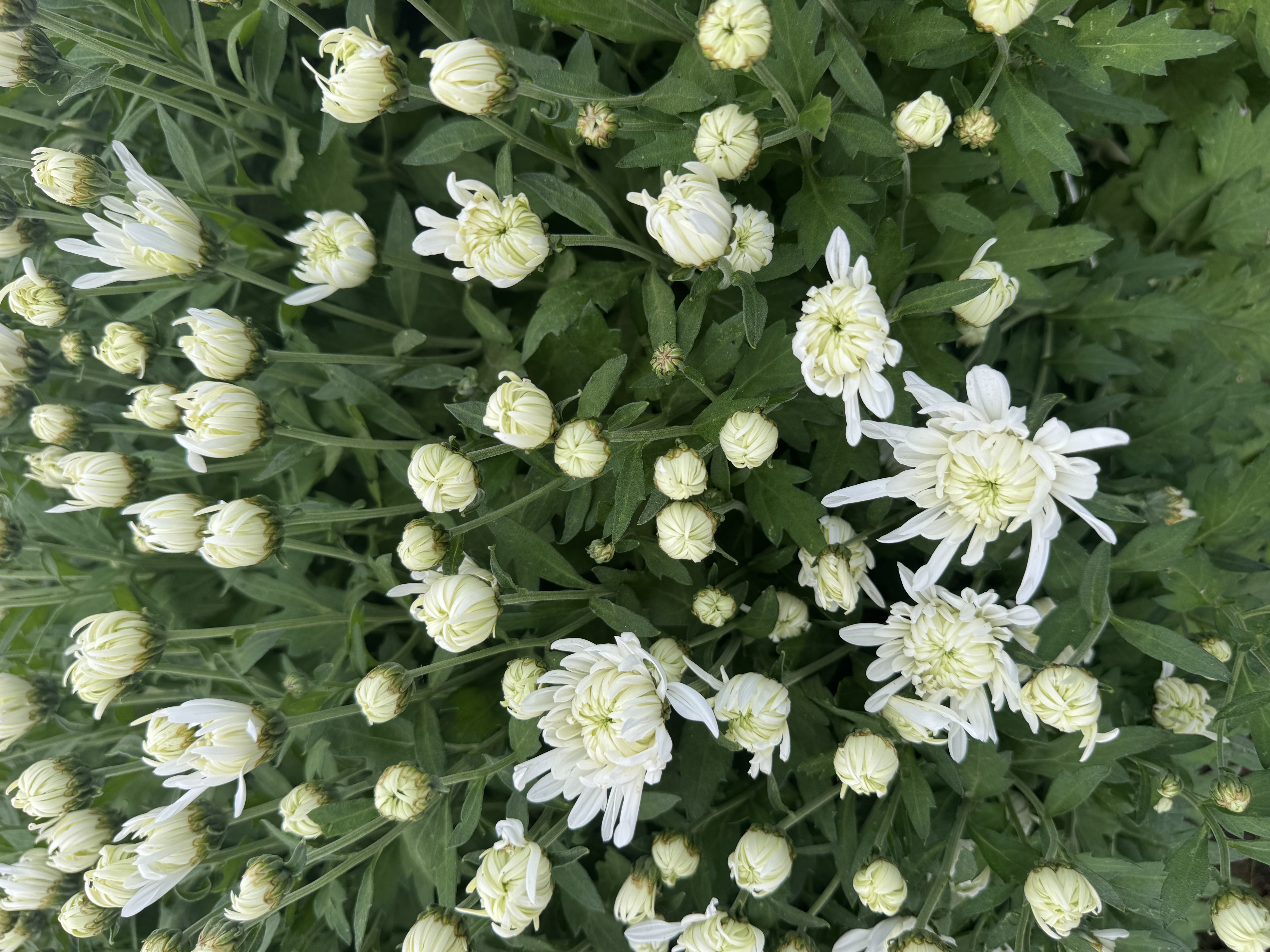 CHRYSANTHEMUM x morifolium Saskatoon White
