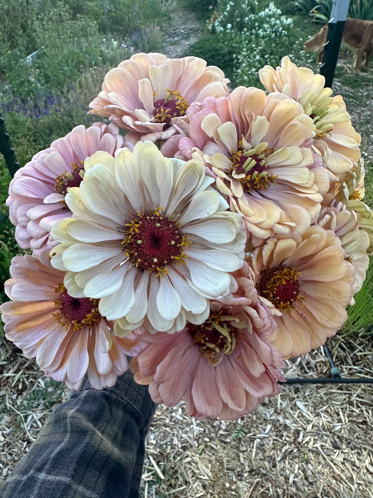 ZINNIA