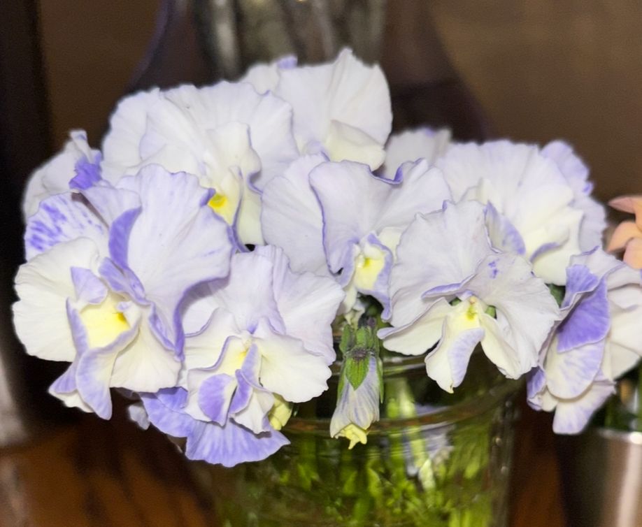 VIOLA