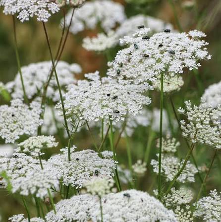 DAUCUS carota
