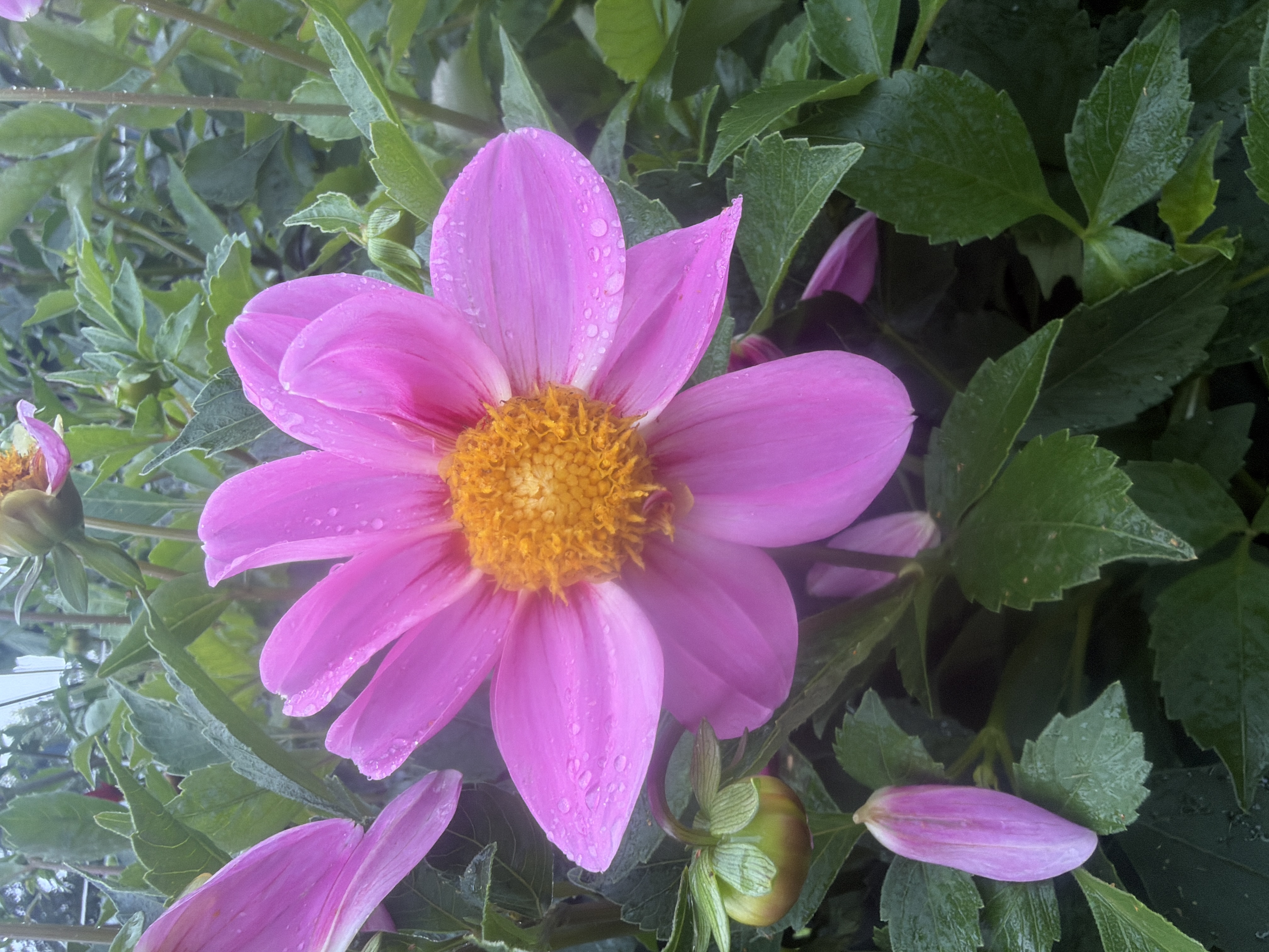 DAHLIA