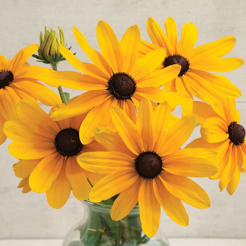RUDBECKIA hirta Indian Summer