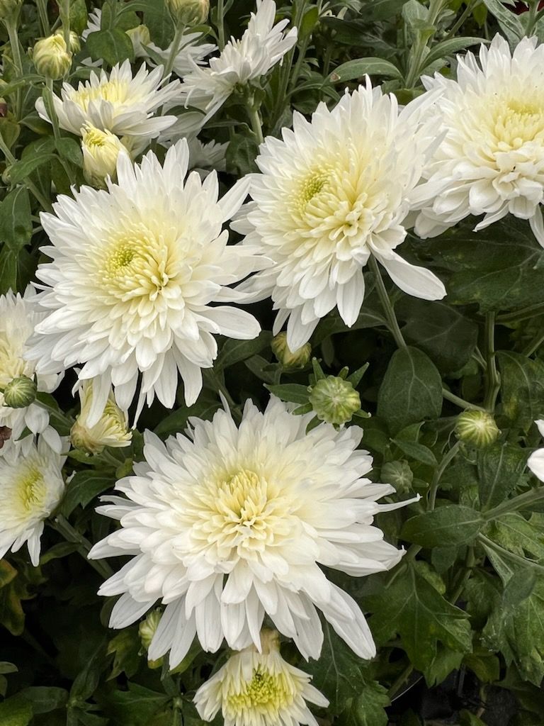 CHRYSANTHEMUM x Powder River