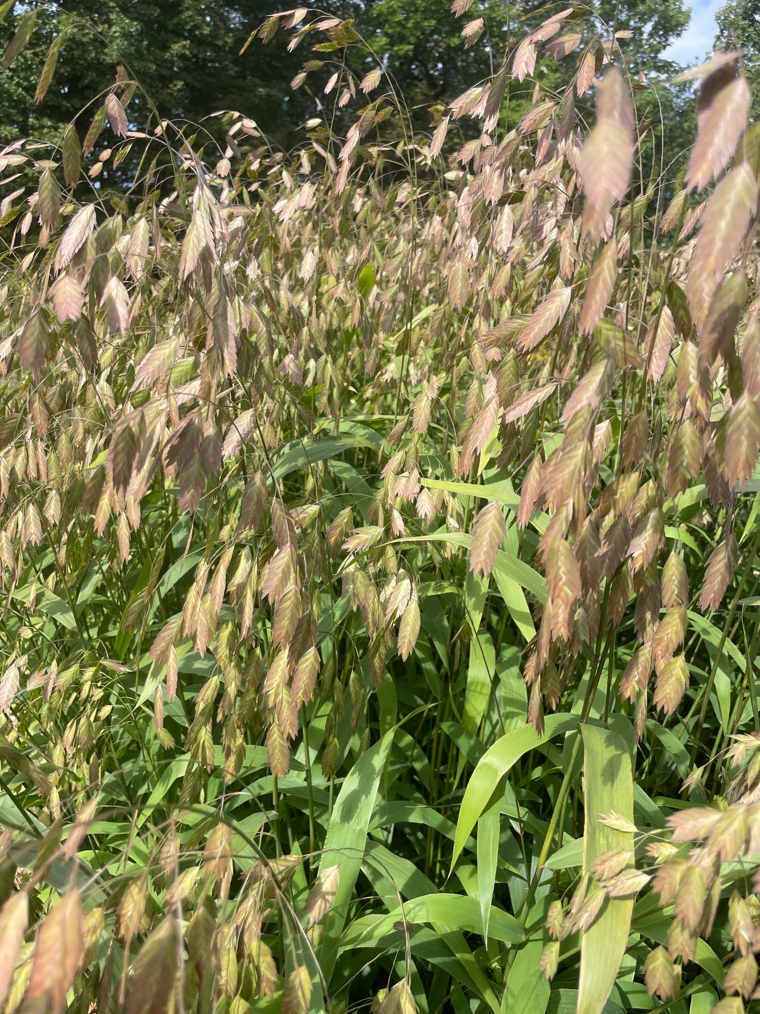 CHASMANTHIUM latifolium