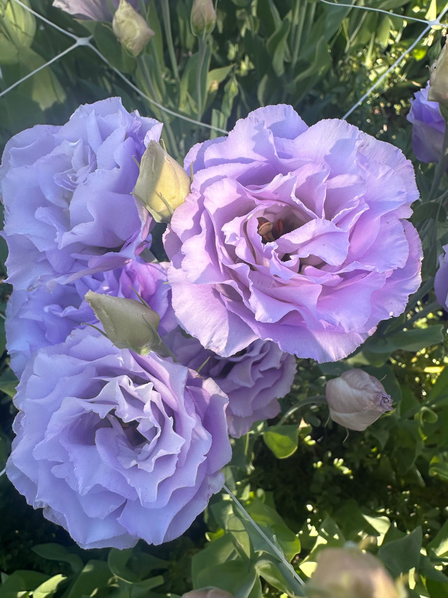EUSTOMA grandiflorum Corelli 2 Lavender
