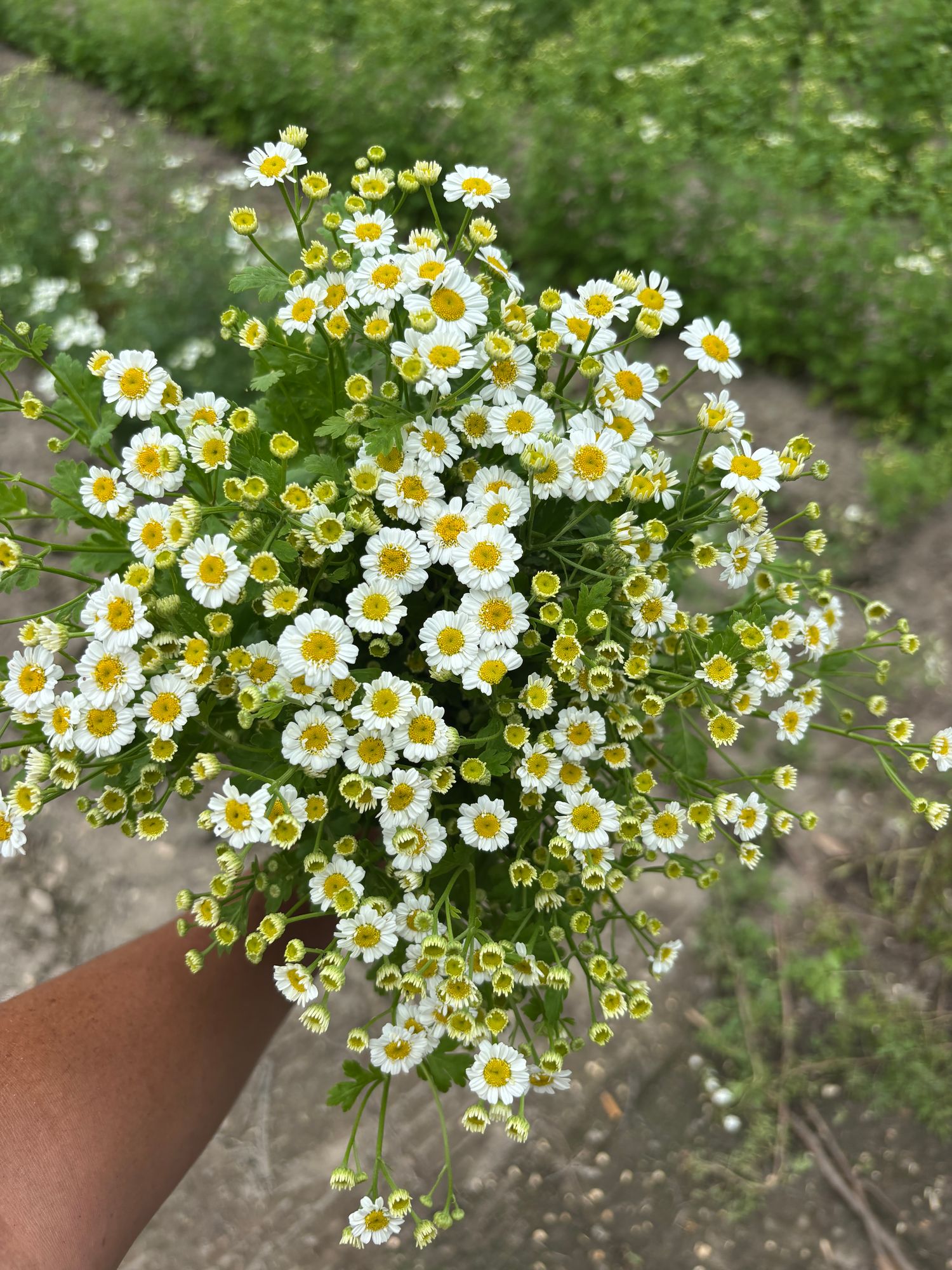 TANACETUM parthenium Magic