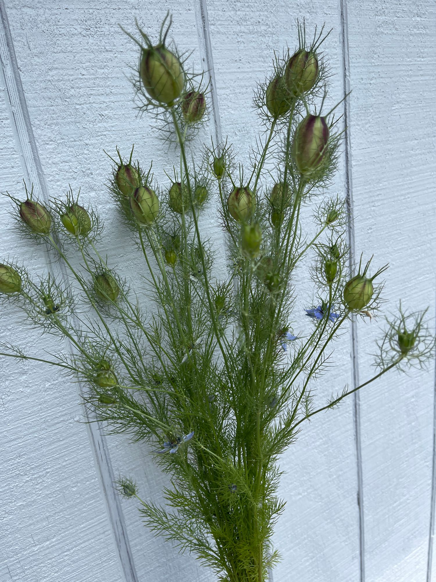 NIGELLA